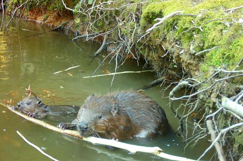 Beavers to be released into wild in bid to stop flooding