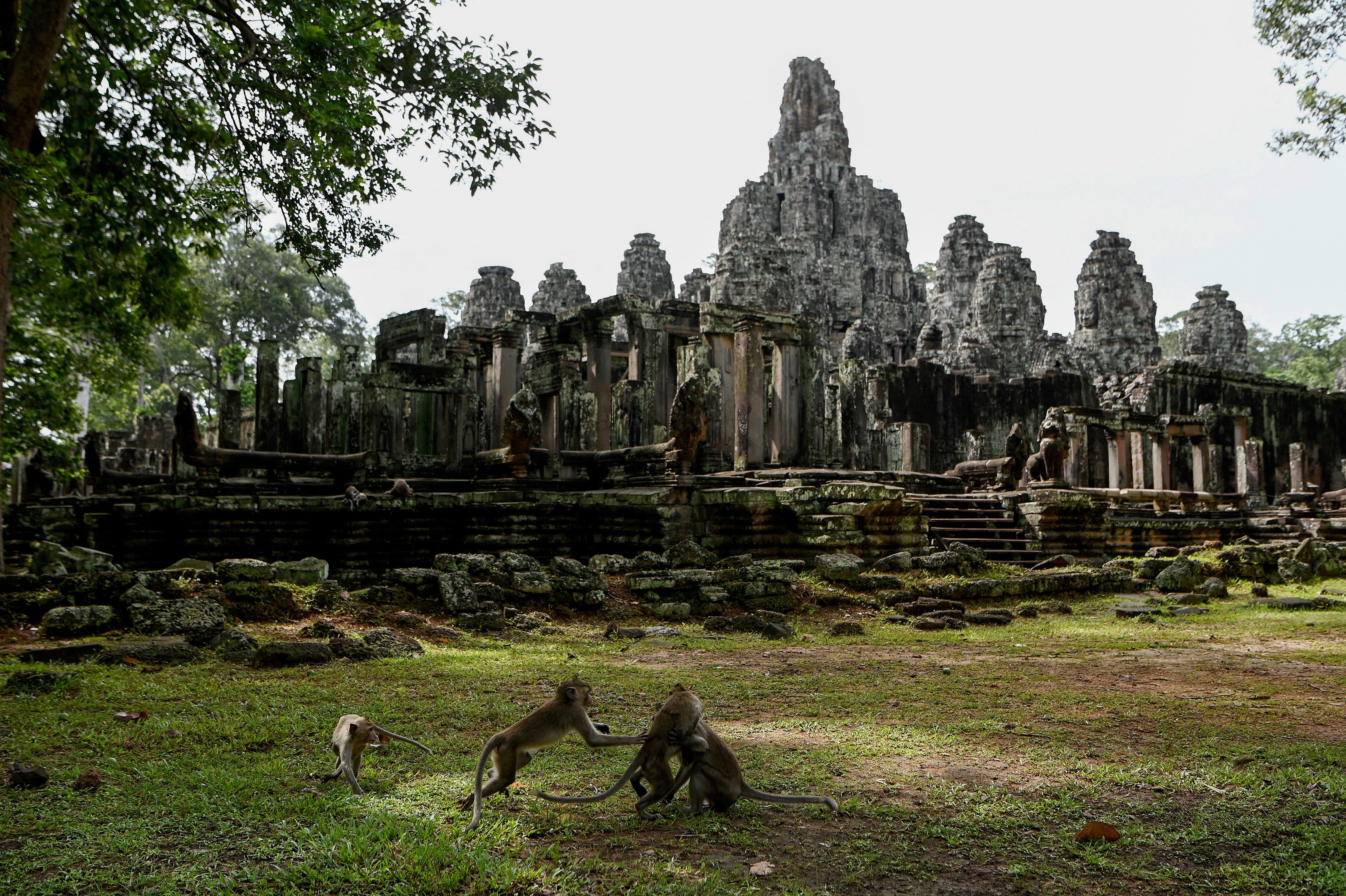 Macaque monkeys next to the Bayon temple in Angkor Park on 7 July 2022