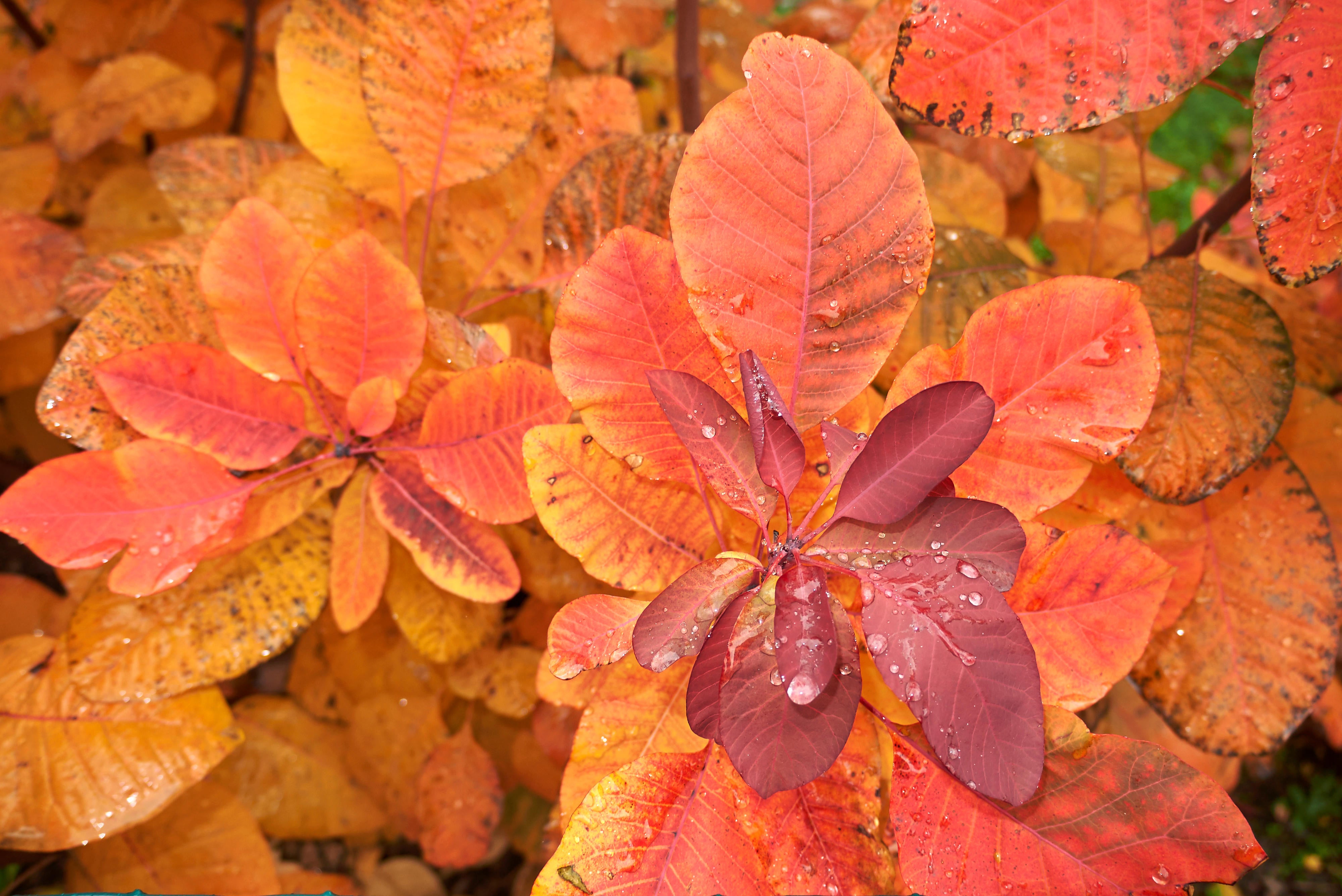 Smoke bush leaves in autumn (Alamy/PA)