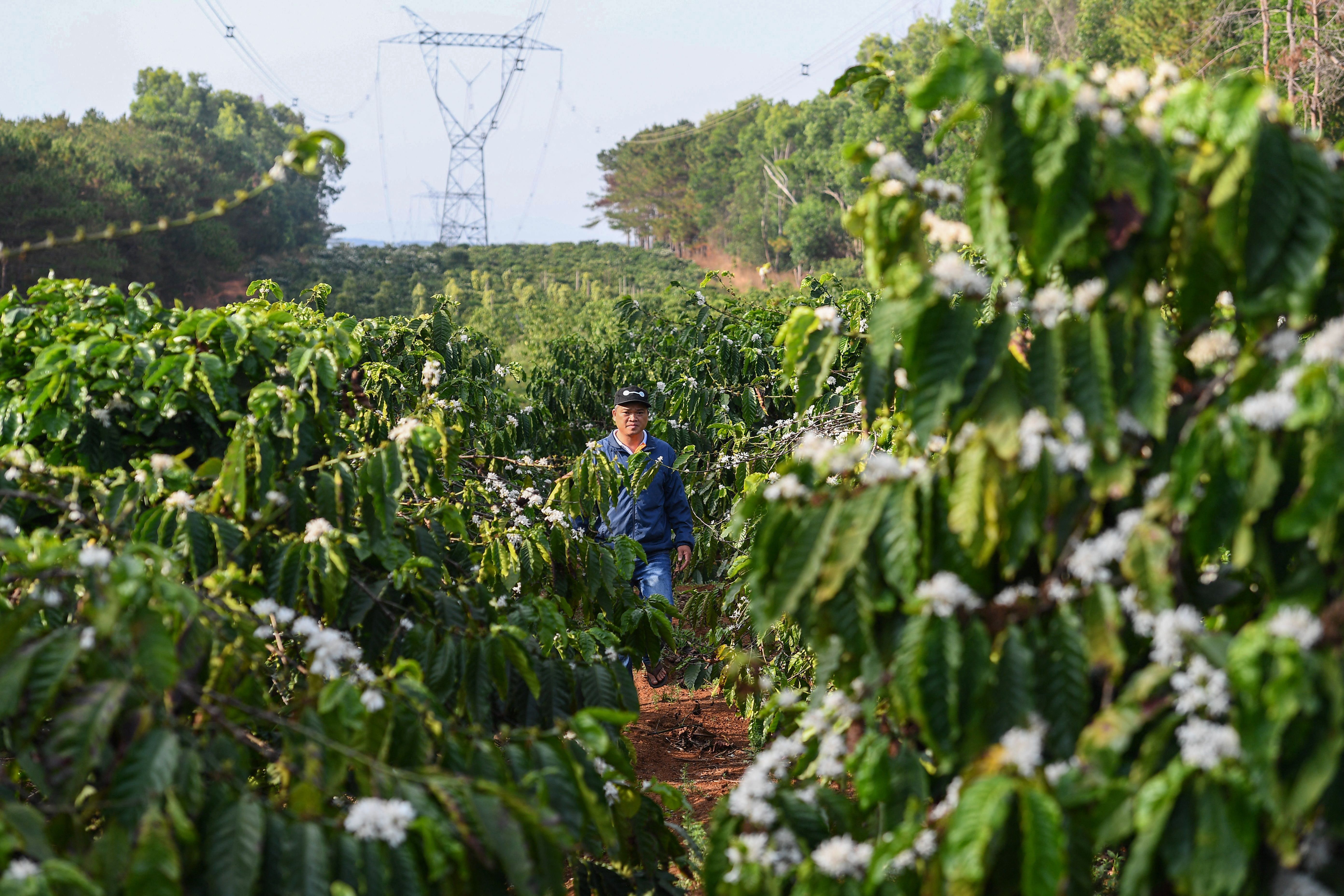 A man walking in a coffee farm in Plei Bau Can in Vietnam’s central highlands, Gia Lai province