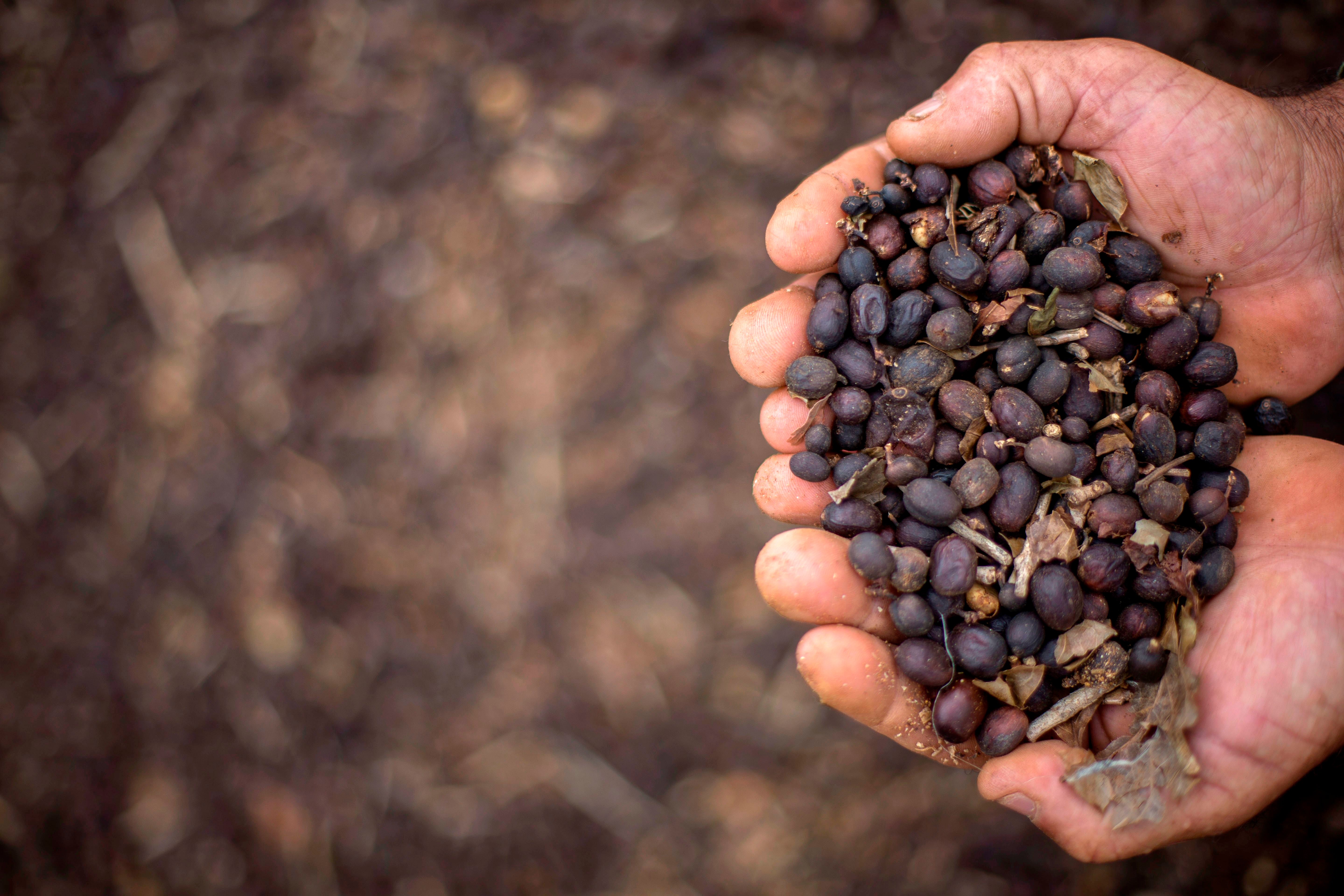 Farmer shows hand-picked coffee beans on his family farm located in Forquilha do Rio, municipality of Dores do Rio Preto, Espirito Santo, Brazil