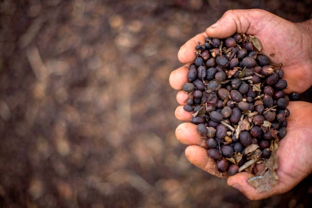 <p>Farmer shows hand-picked coffee beans on his family farm located in Forquilha do Rio, municipality of Dores do Rio Preto, Espirito Santo, Brazil</p>