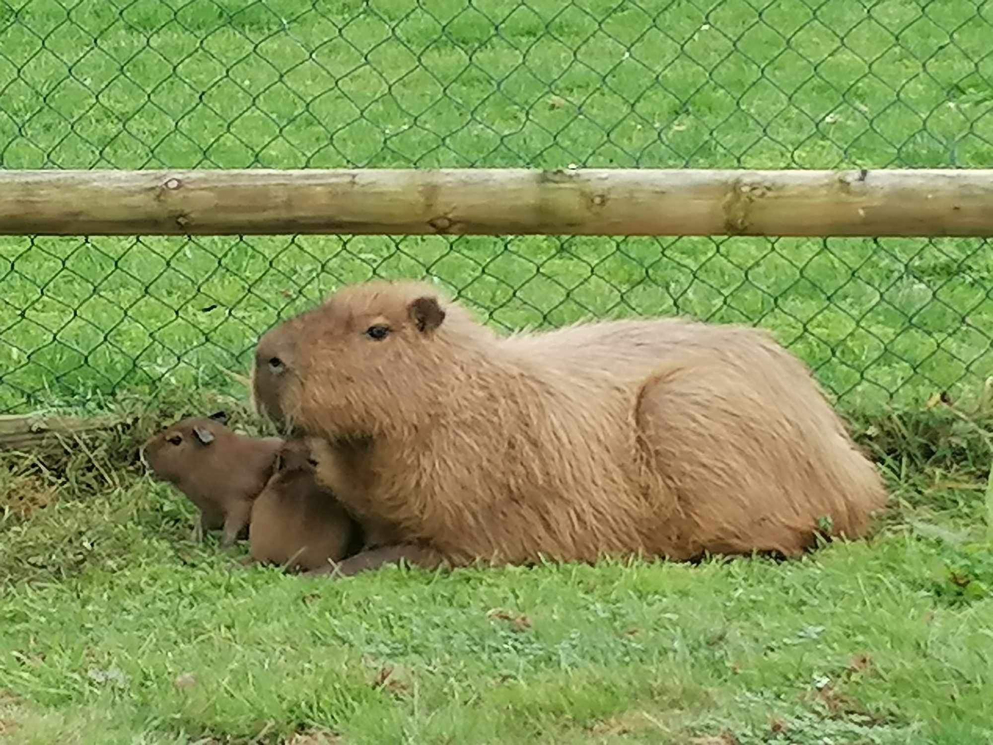 Churro, pictured here as a baby, is around a year old