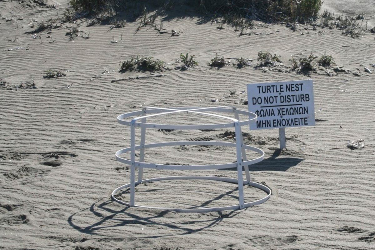 Sea turtles make big comeback on sandy beaches at 2 British military bases in Cyprus Sea turtles make big comeback on sandy beaches at 2 British military bases in Cyprus