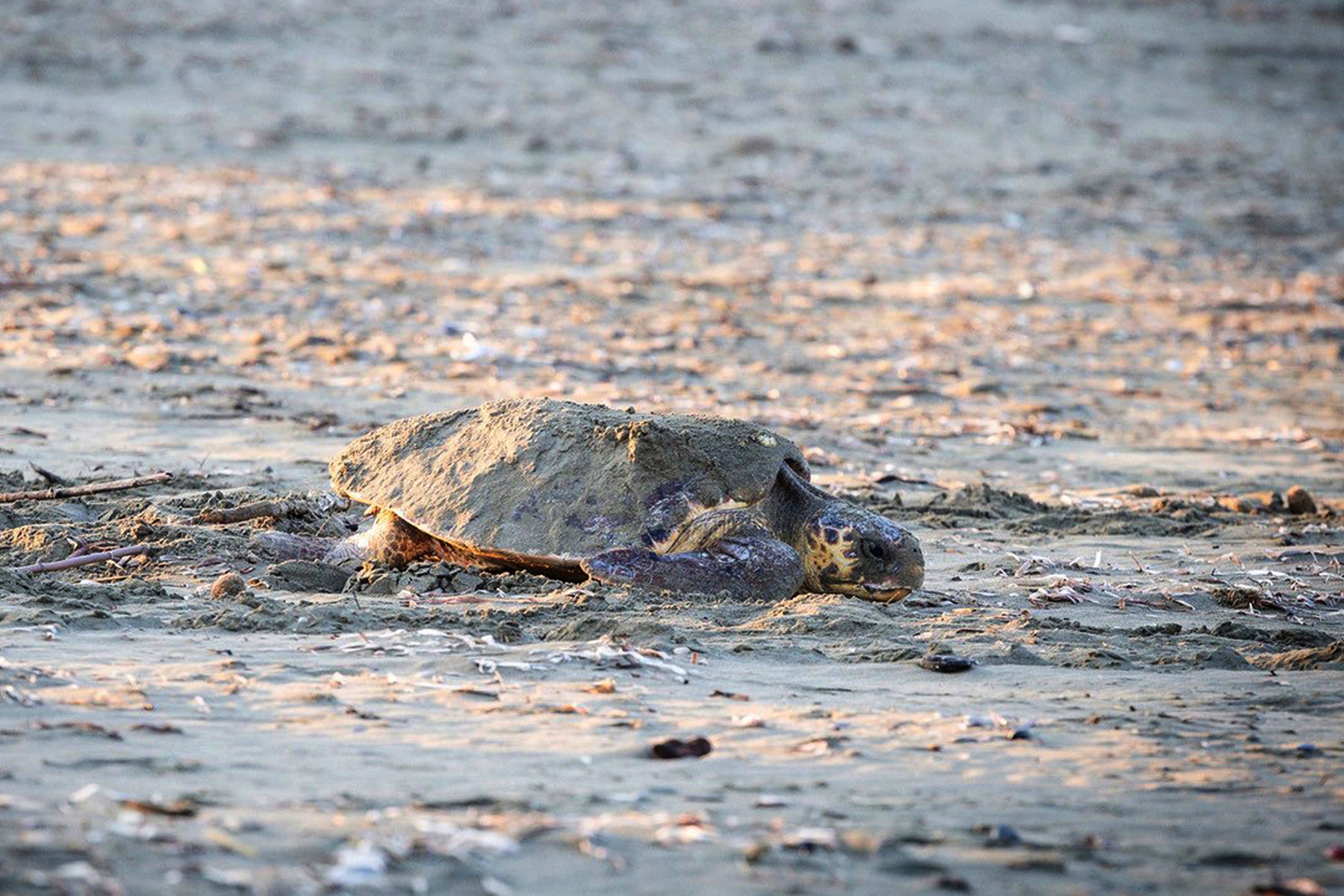 Cyprus UK Sea Turtles