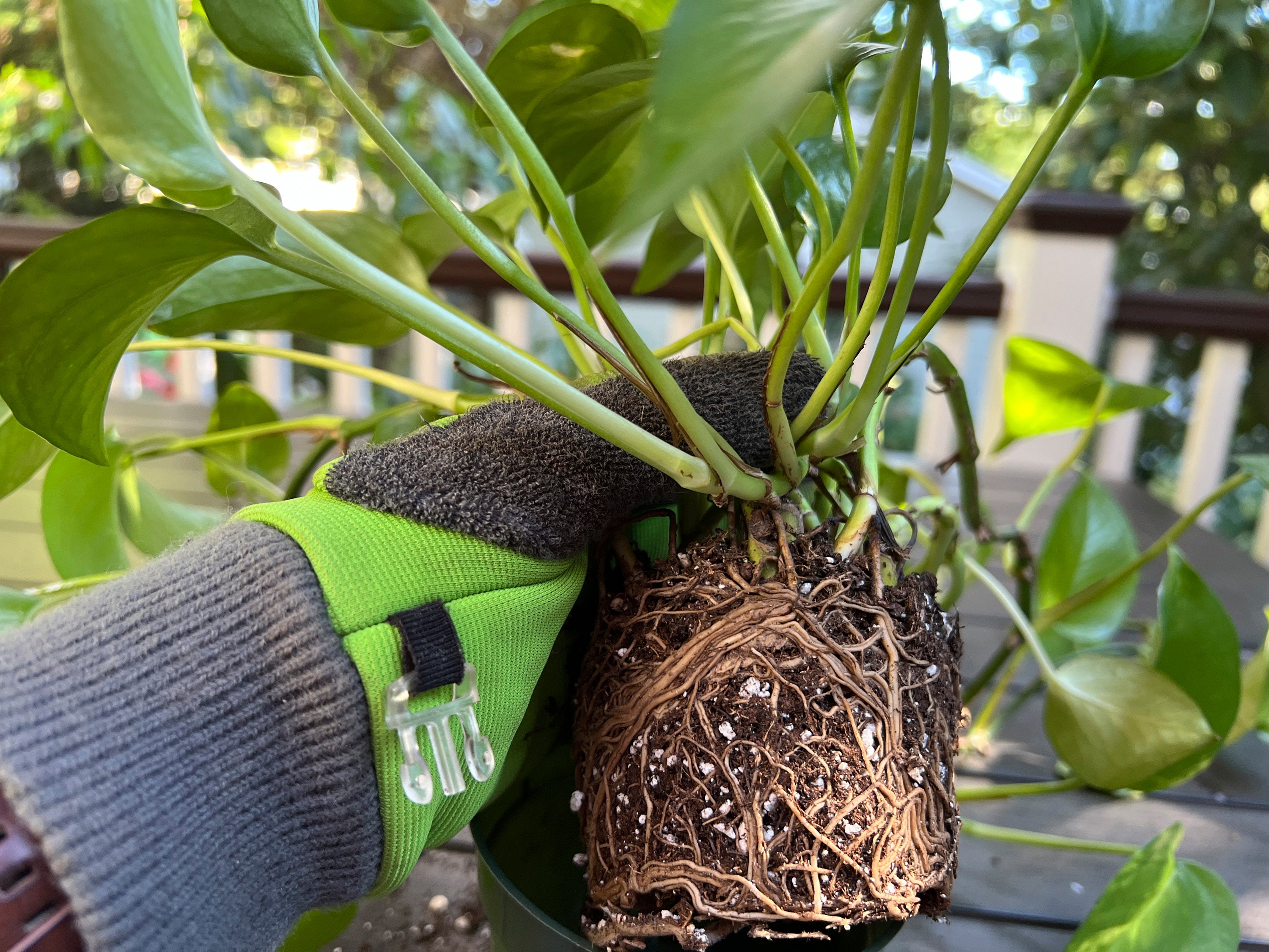 The girdled roots of a golden Pothos plant that has outgrown its container