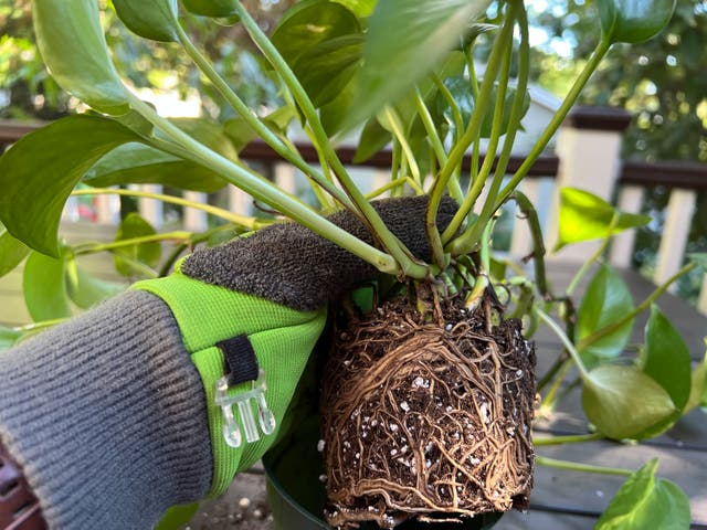 <p>The girdled roots of a golden Pothos plant that has outgrown its container</p>