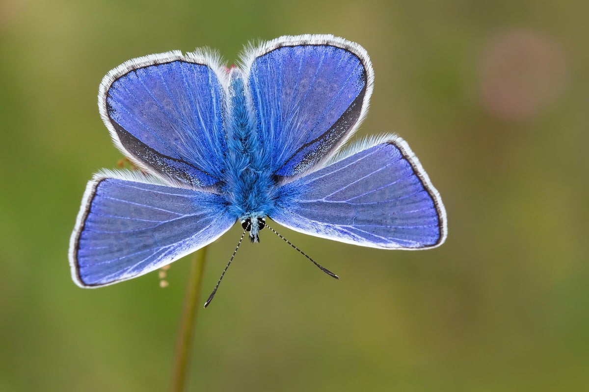 Low Insect Warning of ‘butterfly emergency’ as survey finds record-low insects ...