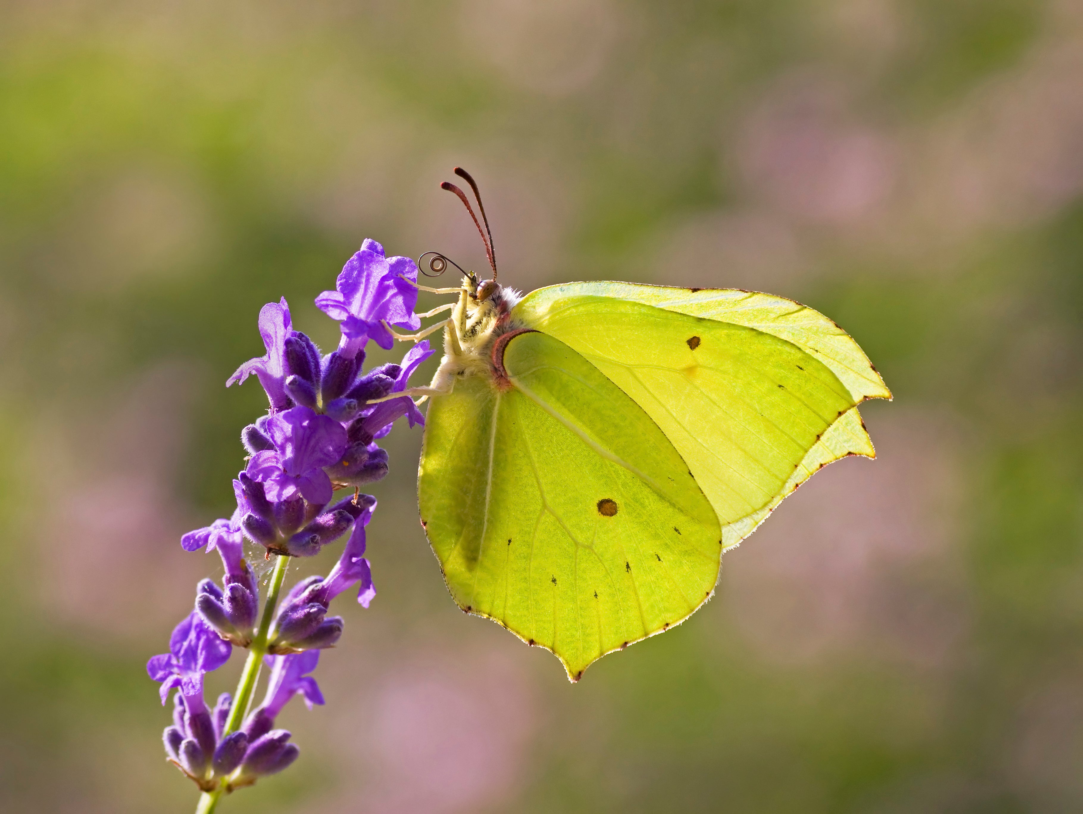 A Brimstone Butterfly