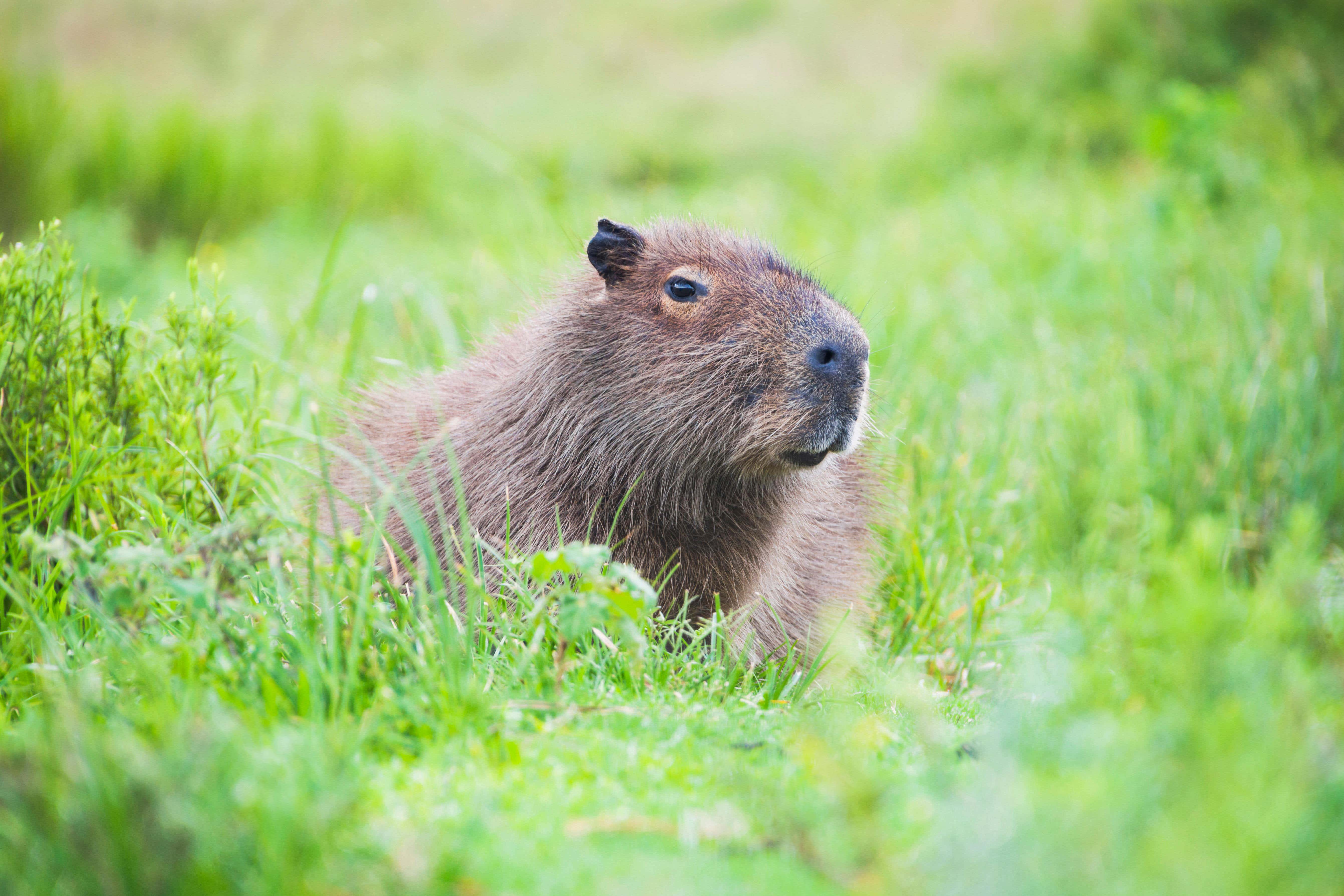 A capybara in the wild (Alamy/PA)