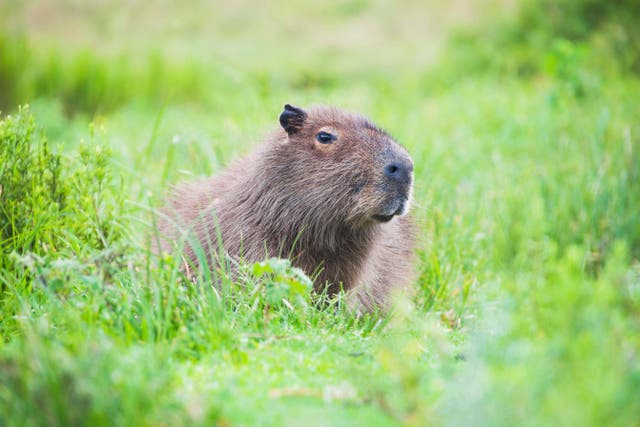 A capybara in the wild (Alamy/PA)