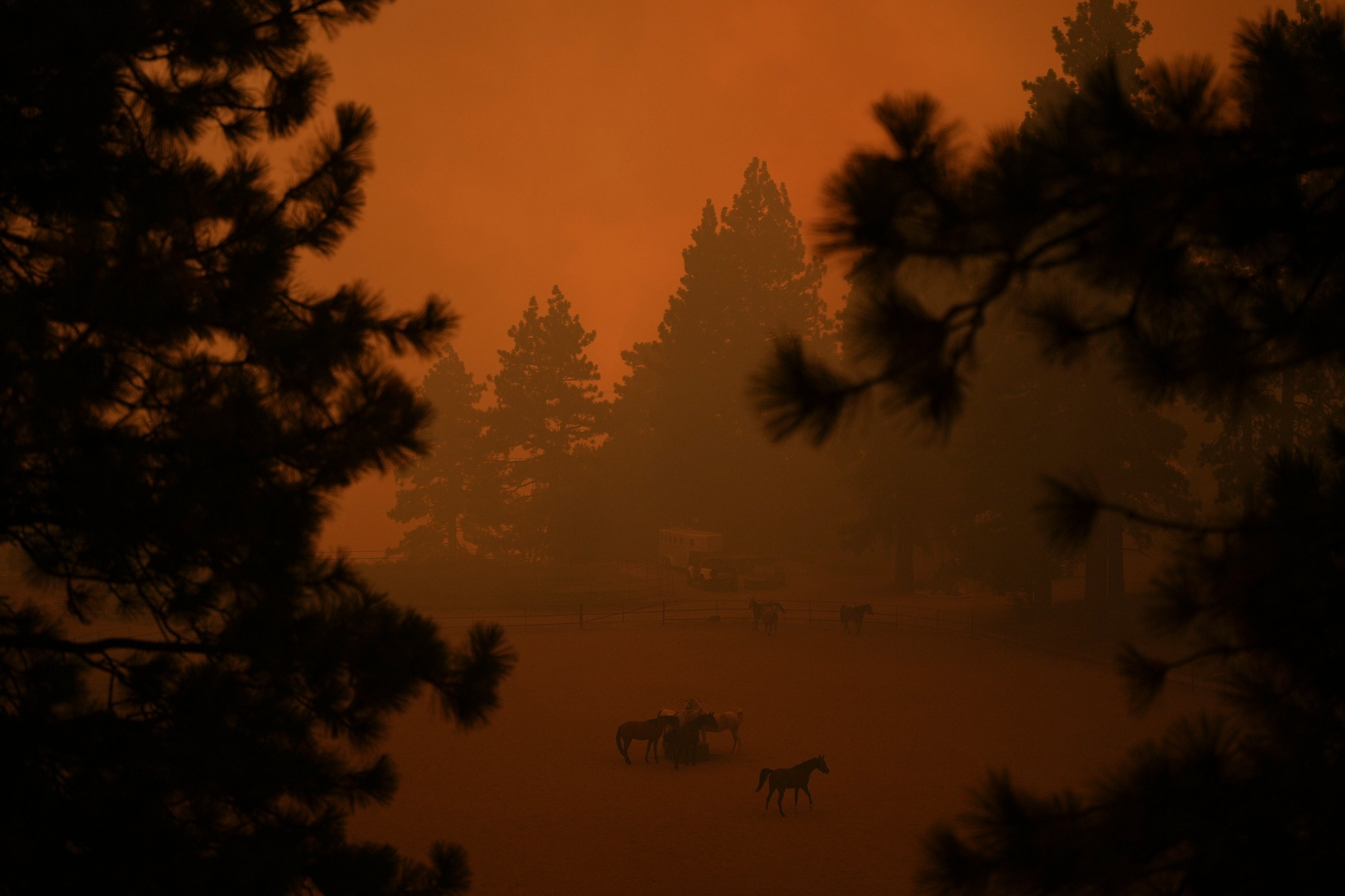 Horse huddle in a pen as smoke from the Line Fire fills the air Sept. 7, 2024 in Running Springs, California. A state firefighter was arrested on Friday for allegedly starting five separate wildfires in the state over the last two months.