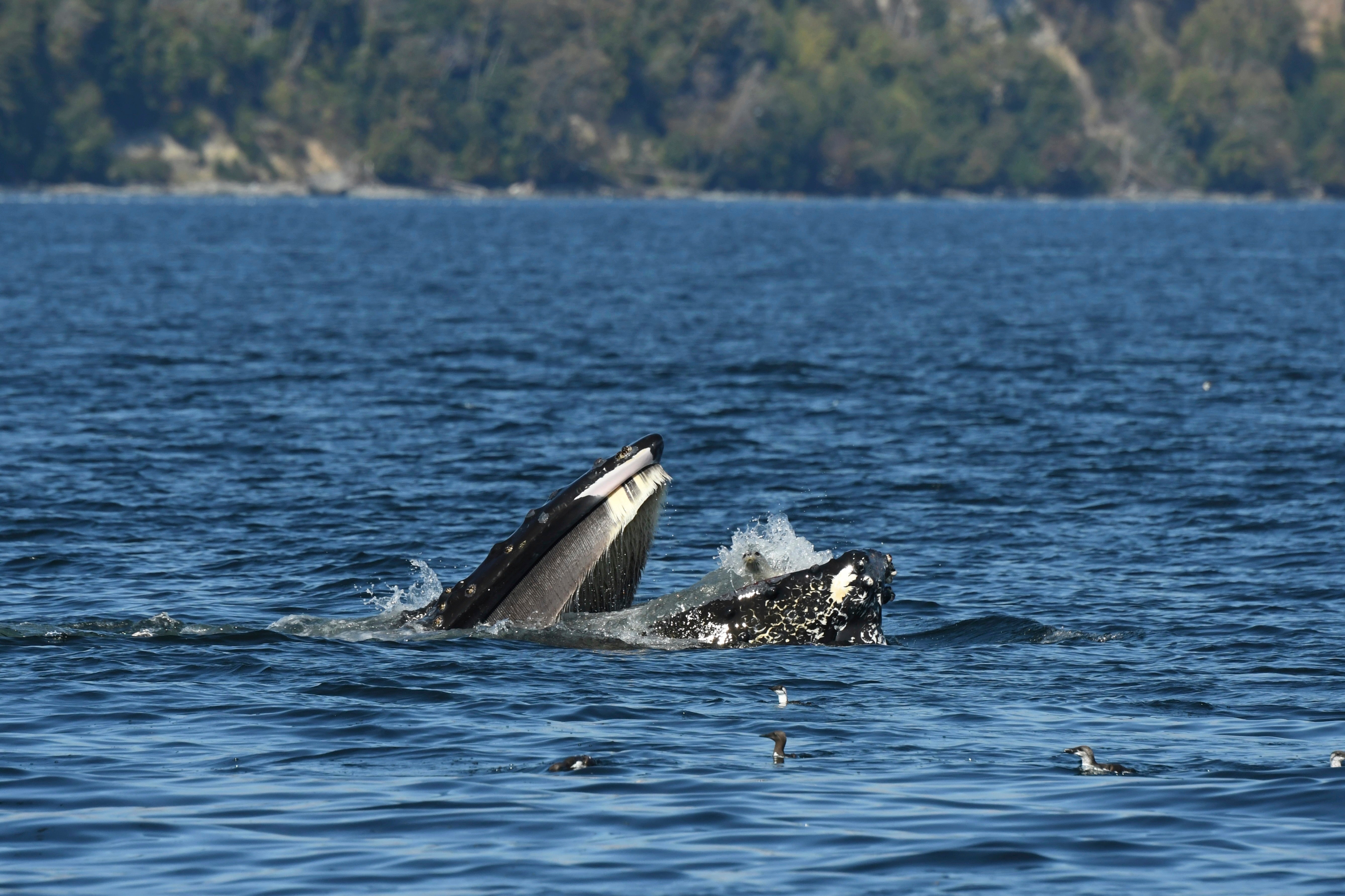 APTOPIX Humpback Gulps Seal