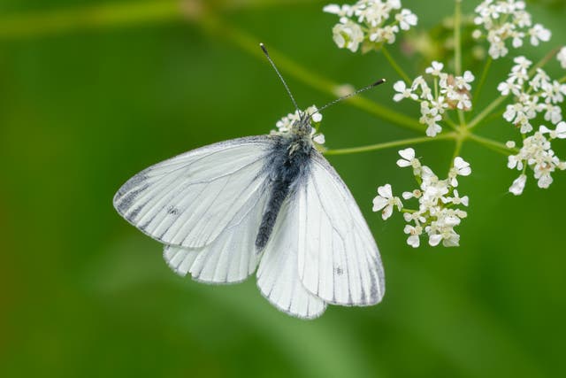 Green-veined white (Andrew Cooper, Butterfly Conservation/PA)