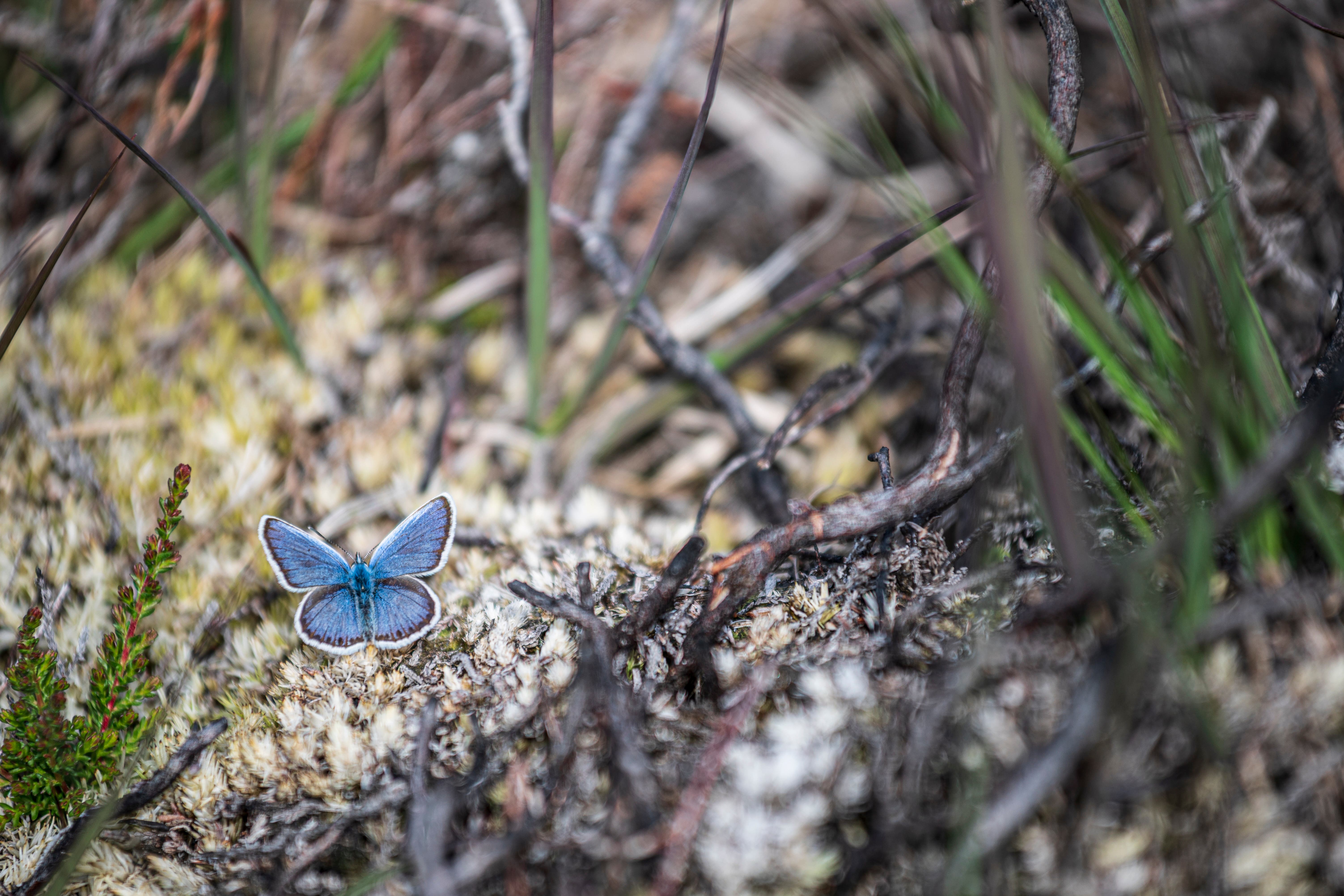 Silver-studded blue butterfly at Studland Bay, Dorset (John Bish/National Trust/PA)