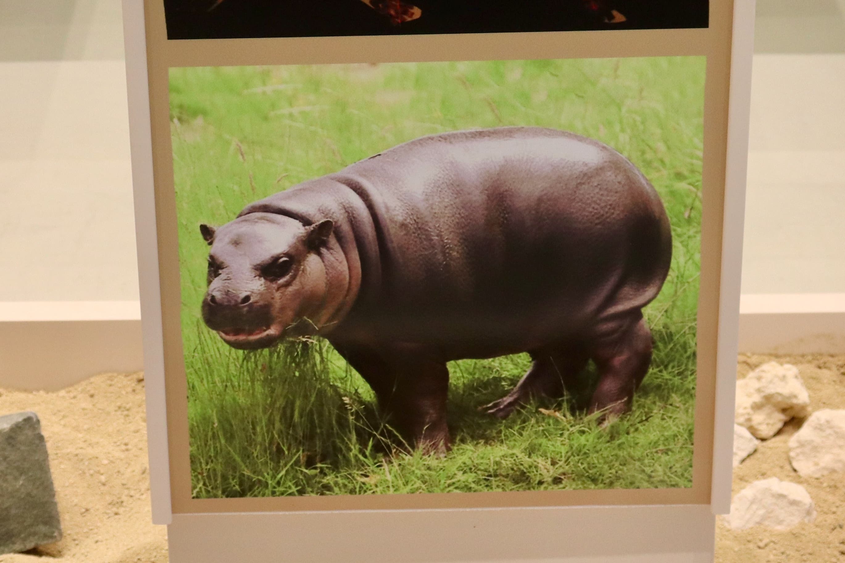 An artist’s impression of a dwarf hippo (Corey Bradshaw/Flinders University)