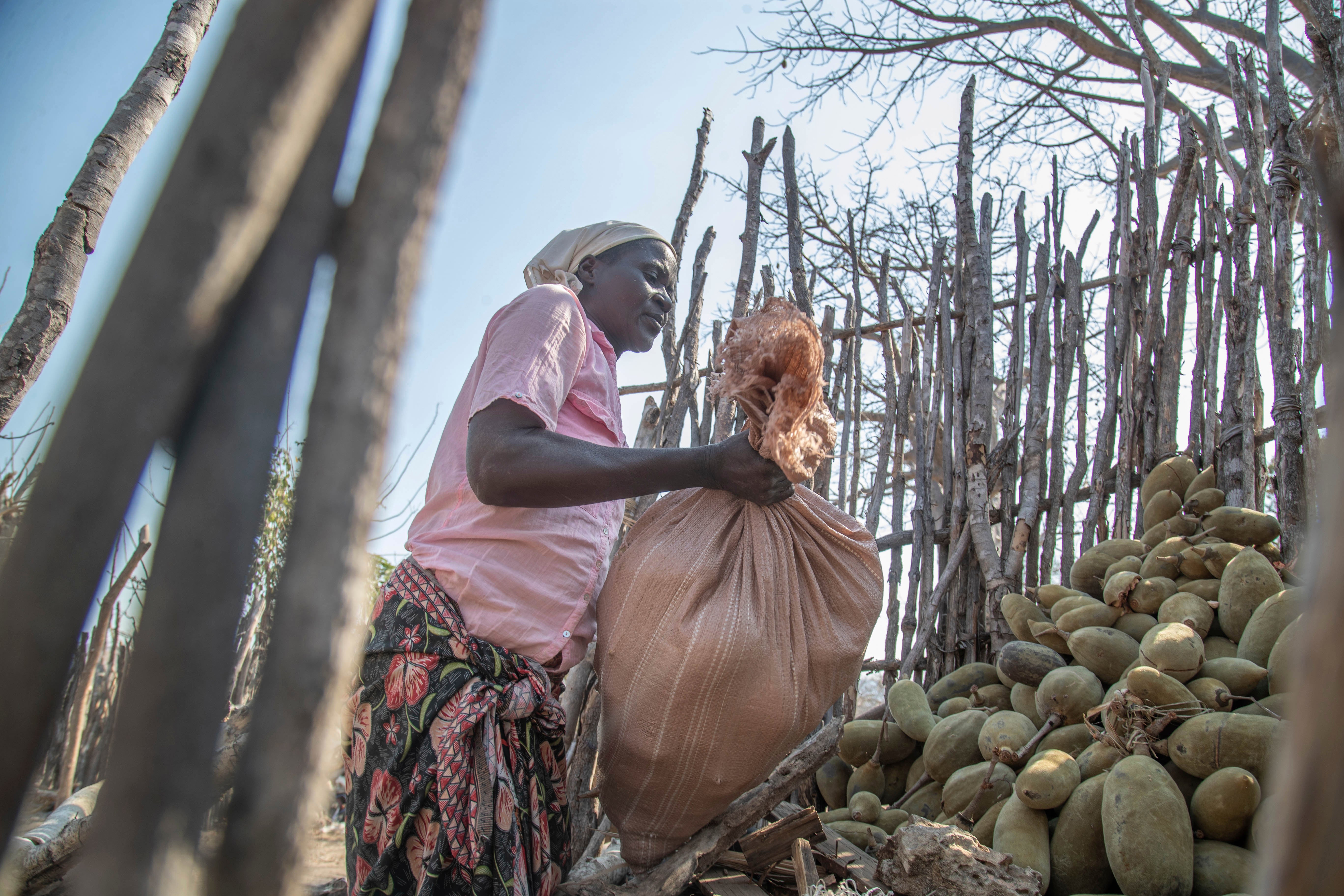 Zimbabwe Tree of Life