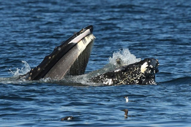 AMN-GEN EEUU-BALLENA-FOCA