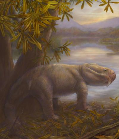 Artist’s reconstruction of a dicynodon: Extinct animal was part of dominant group of plant eaters across southern hemisphere