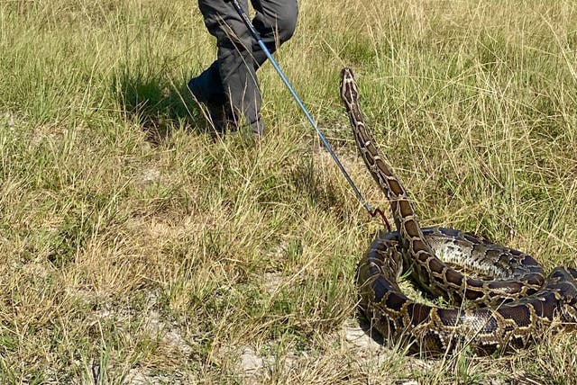 <p>A man tries to wrangle a Burmese Python during a recent contest in Florida </p>