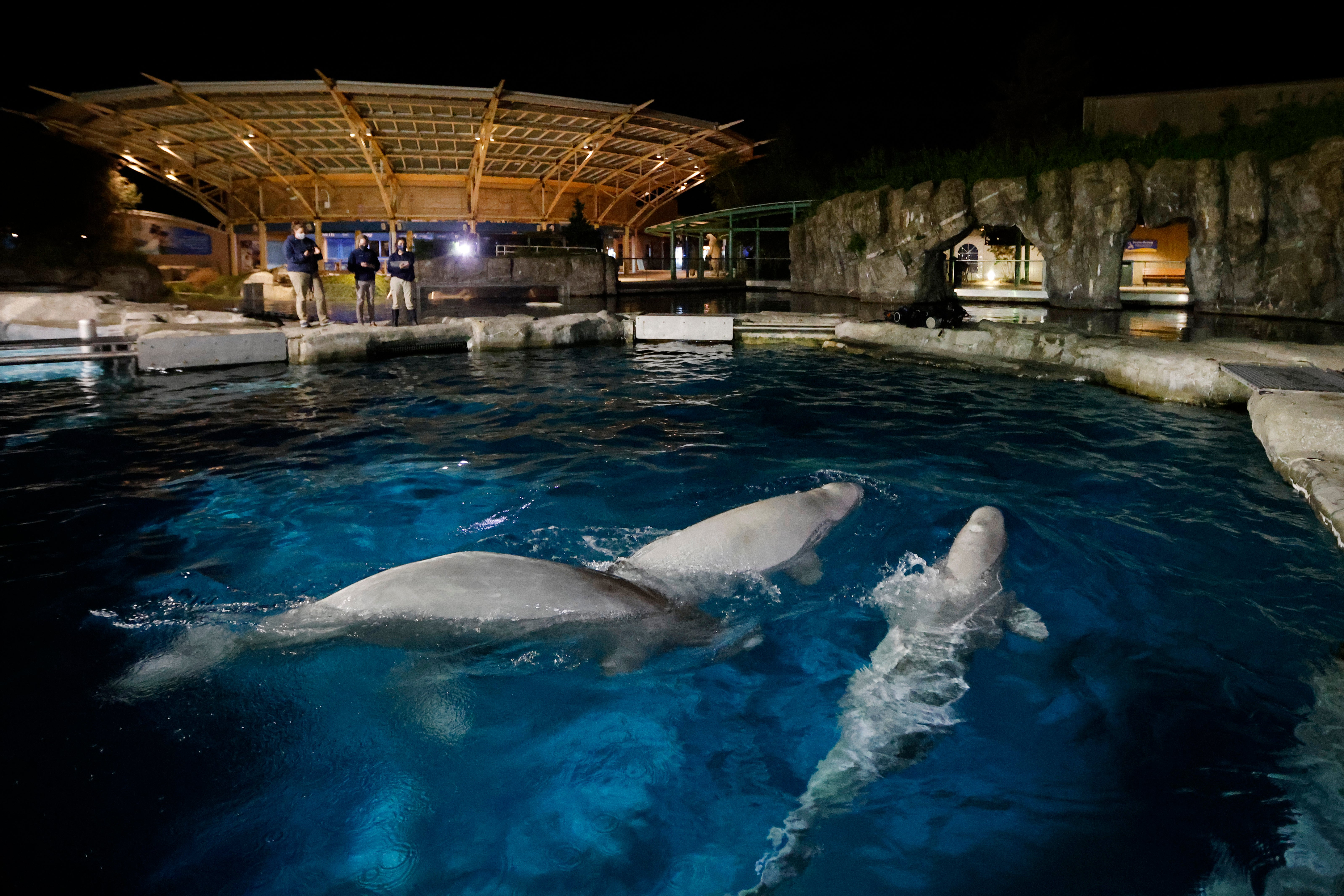 Aquarium Beluga Whales