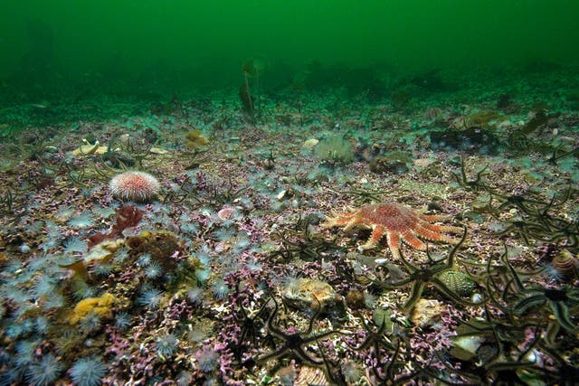 Rich animal life on the seabed of Loch Carron, a Scottish sea loch (Paul Naylor/PA)