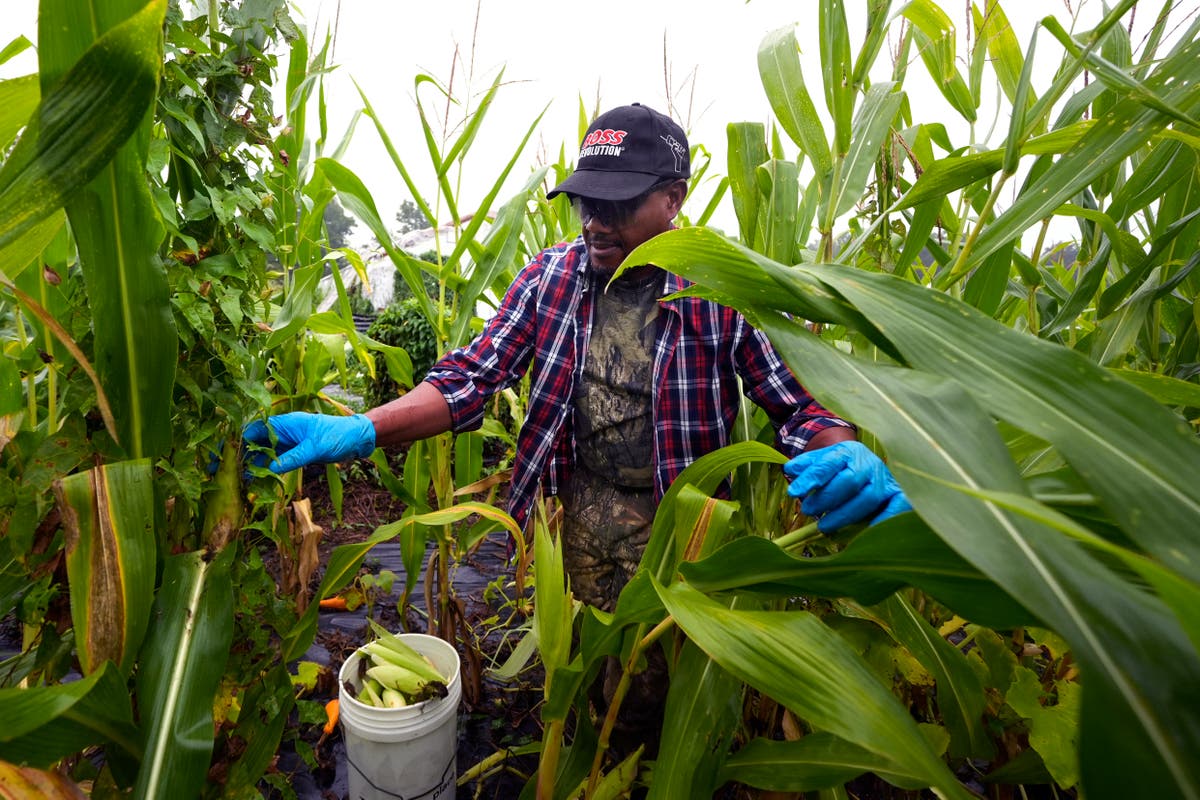 Refugees in New Hampshire turn to farming for an income and a taste of home