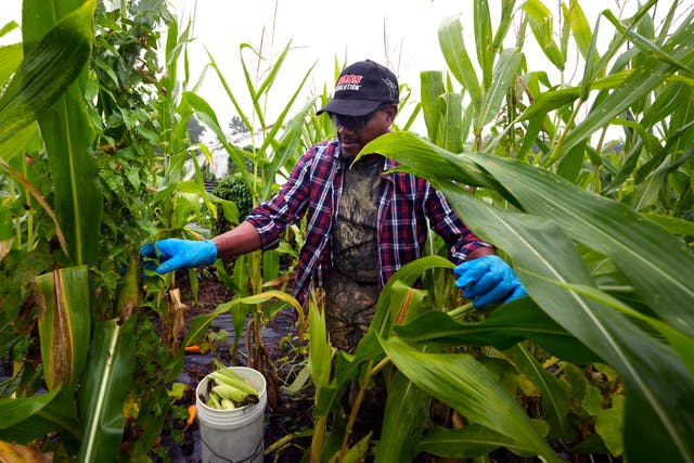 Migrant Farmers