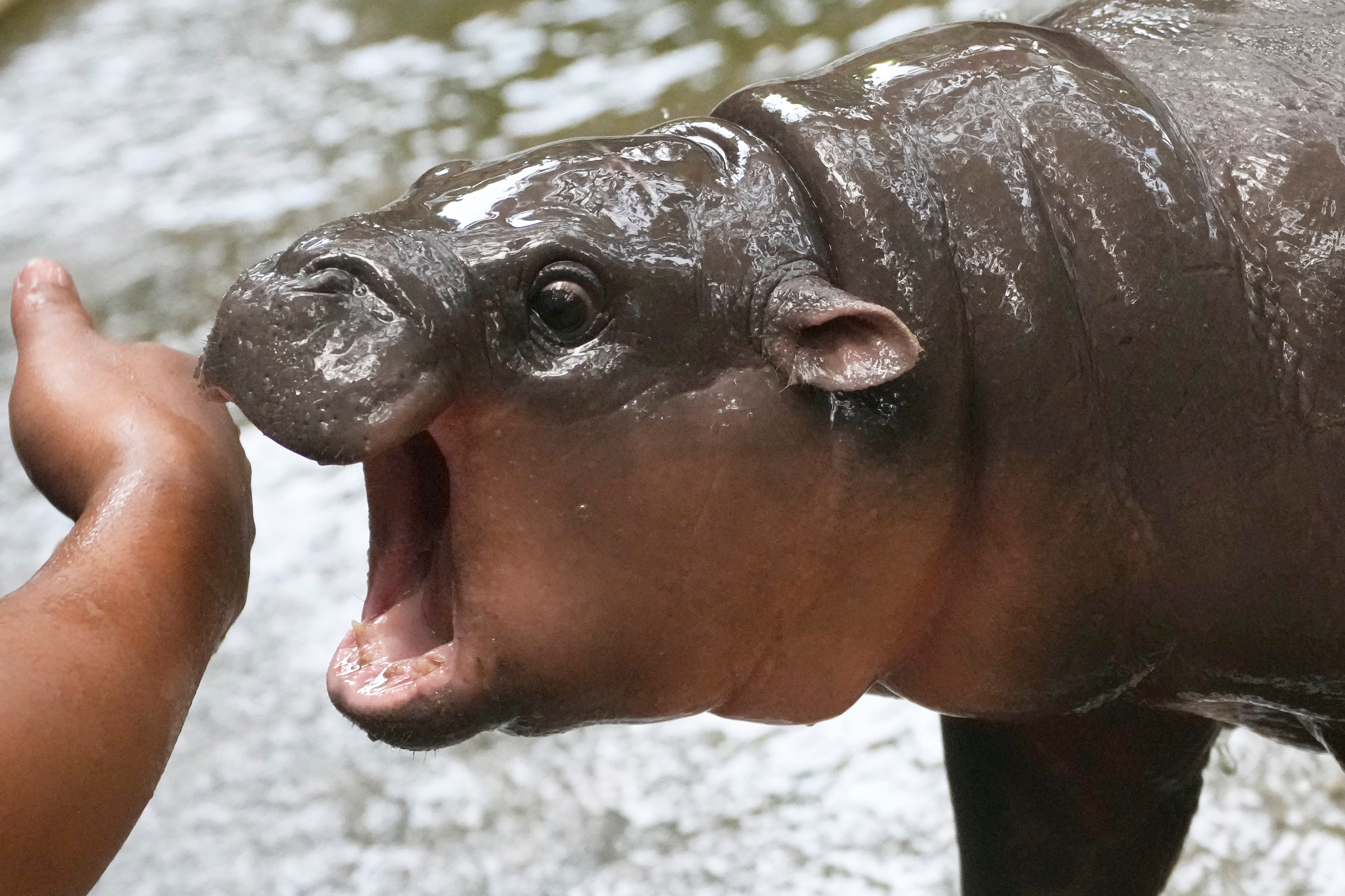 APTOPIX Thailand pygmy hippopotamus