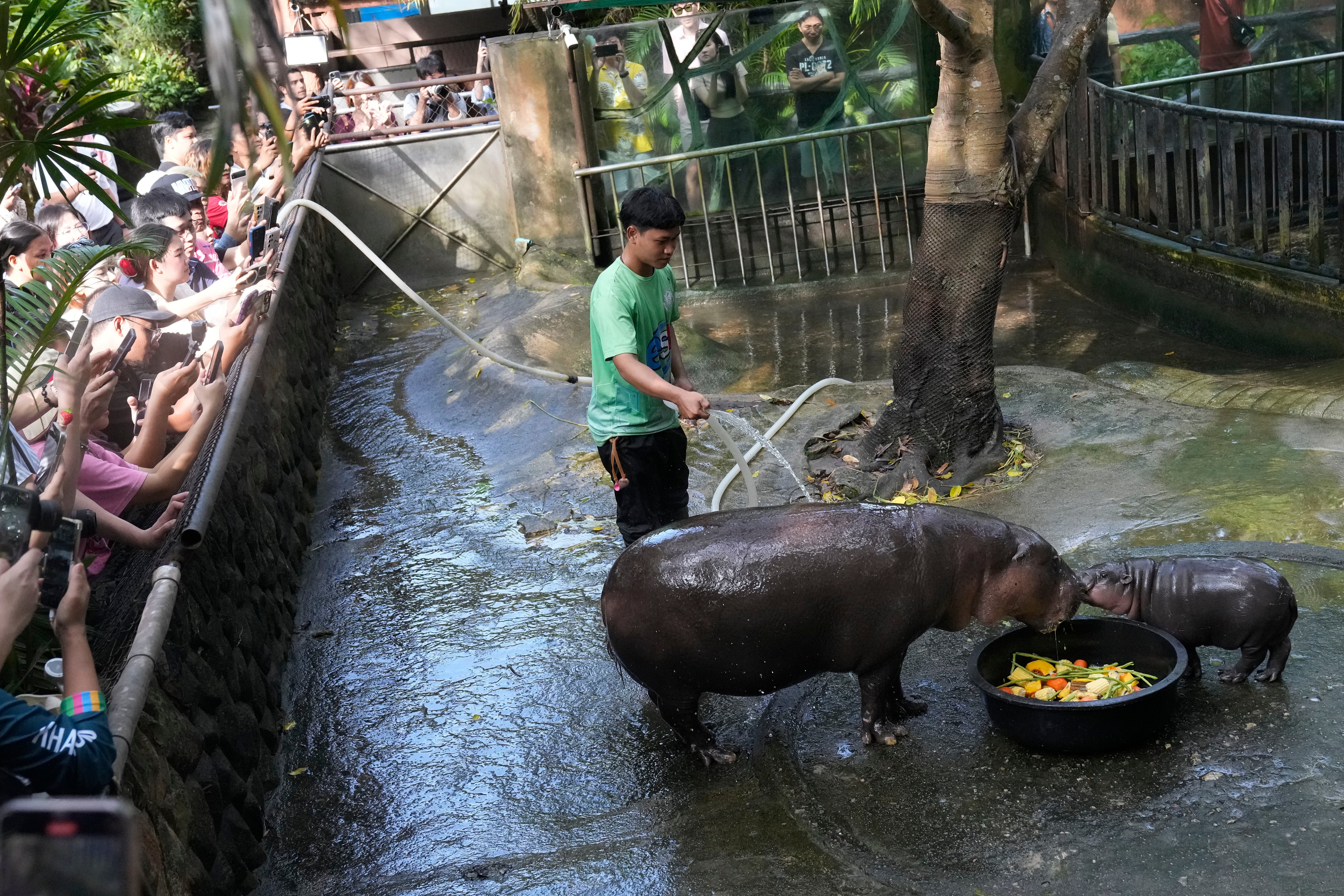 Thailand pygmy hippopotamus