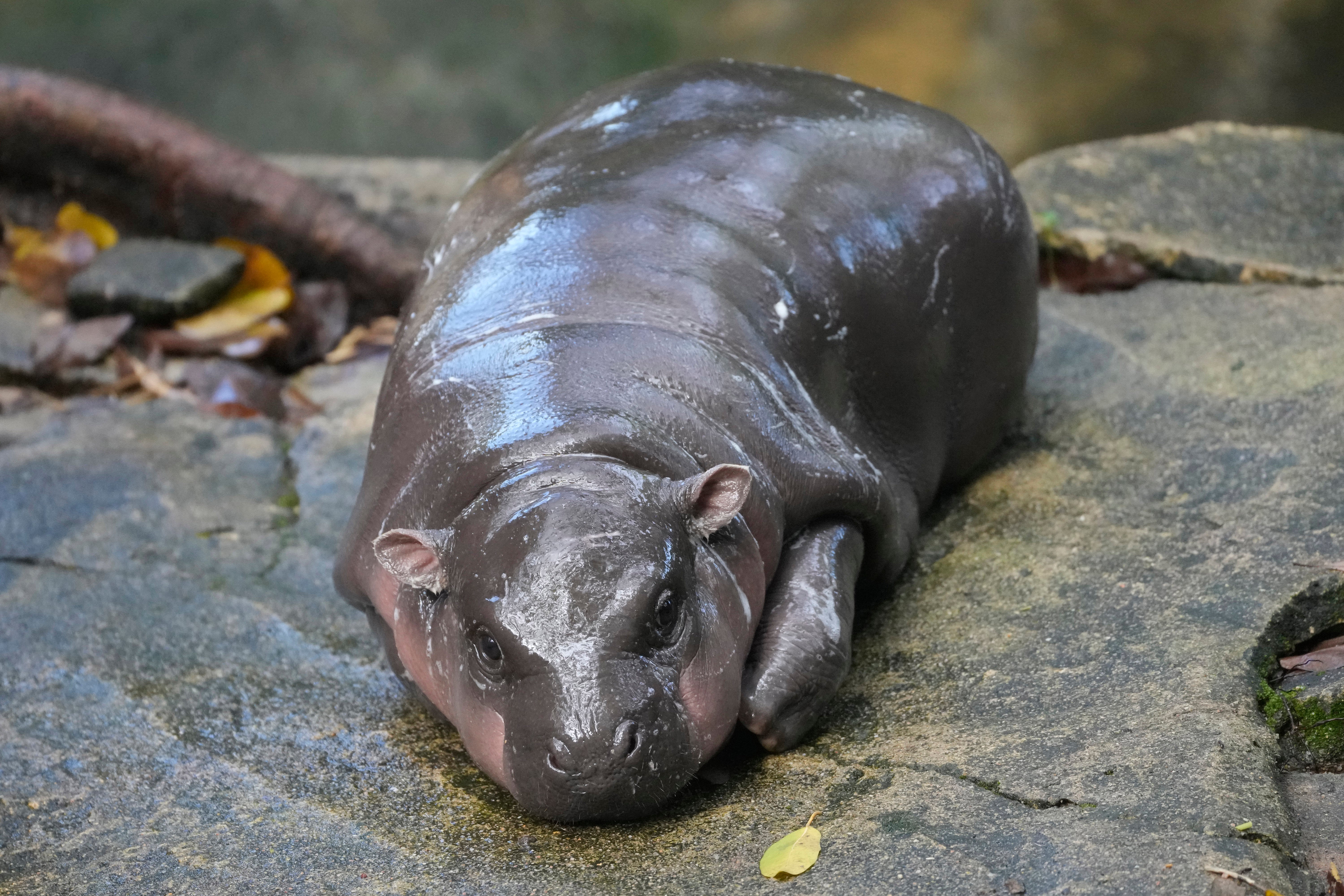 Thailand pygmy hippopotamus