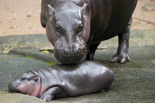 <p>Thailand Pygmy Hippo</p>