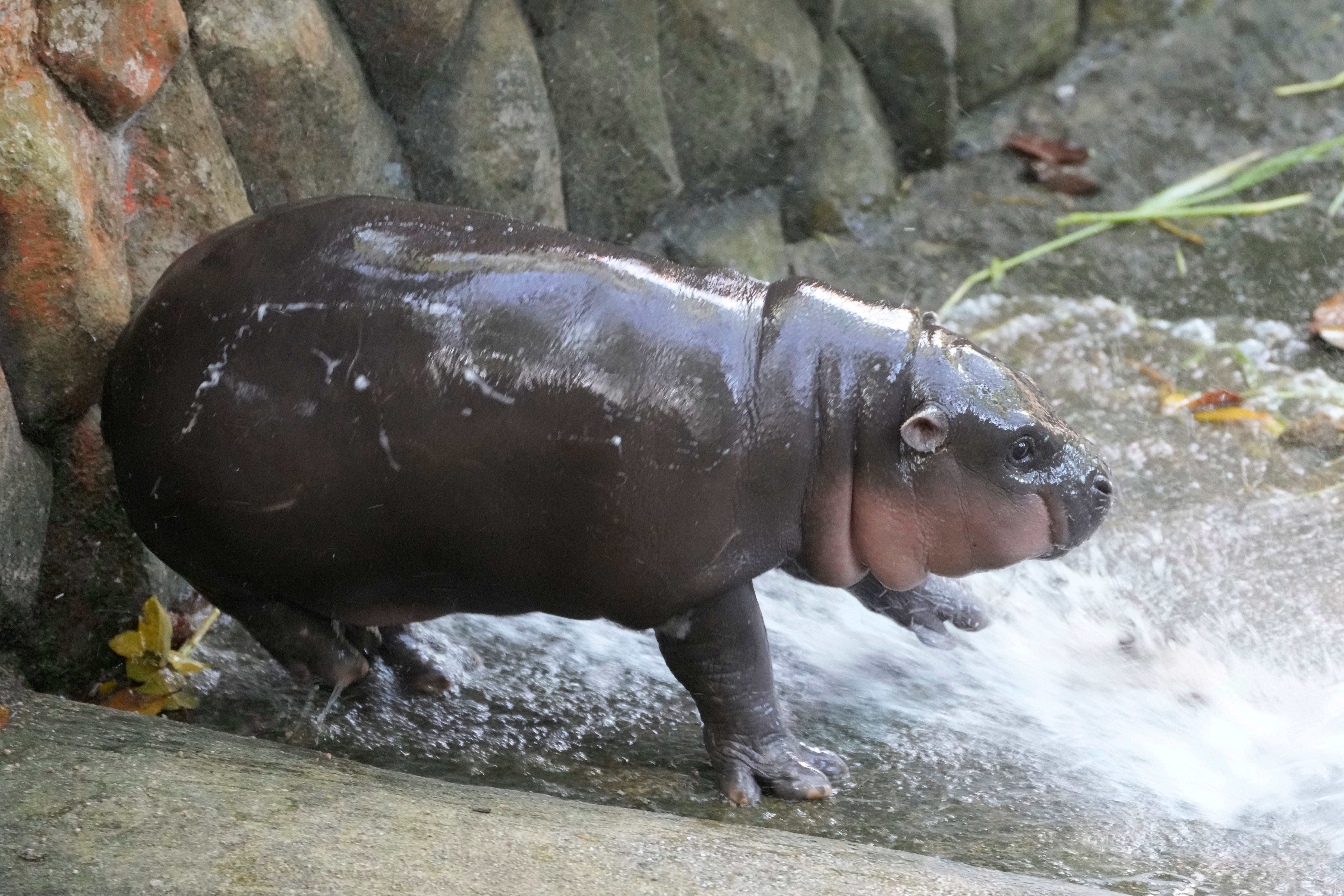 Thailand pygmy hippopotamus