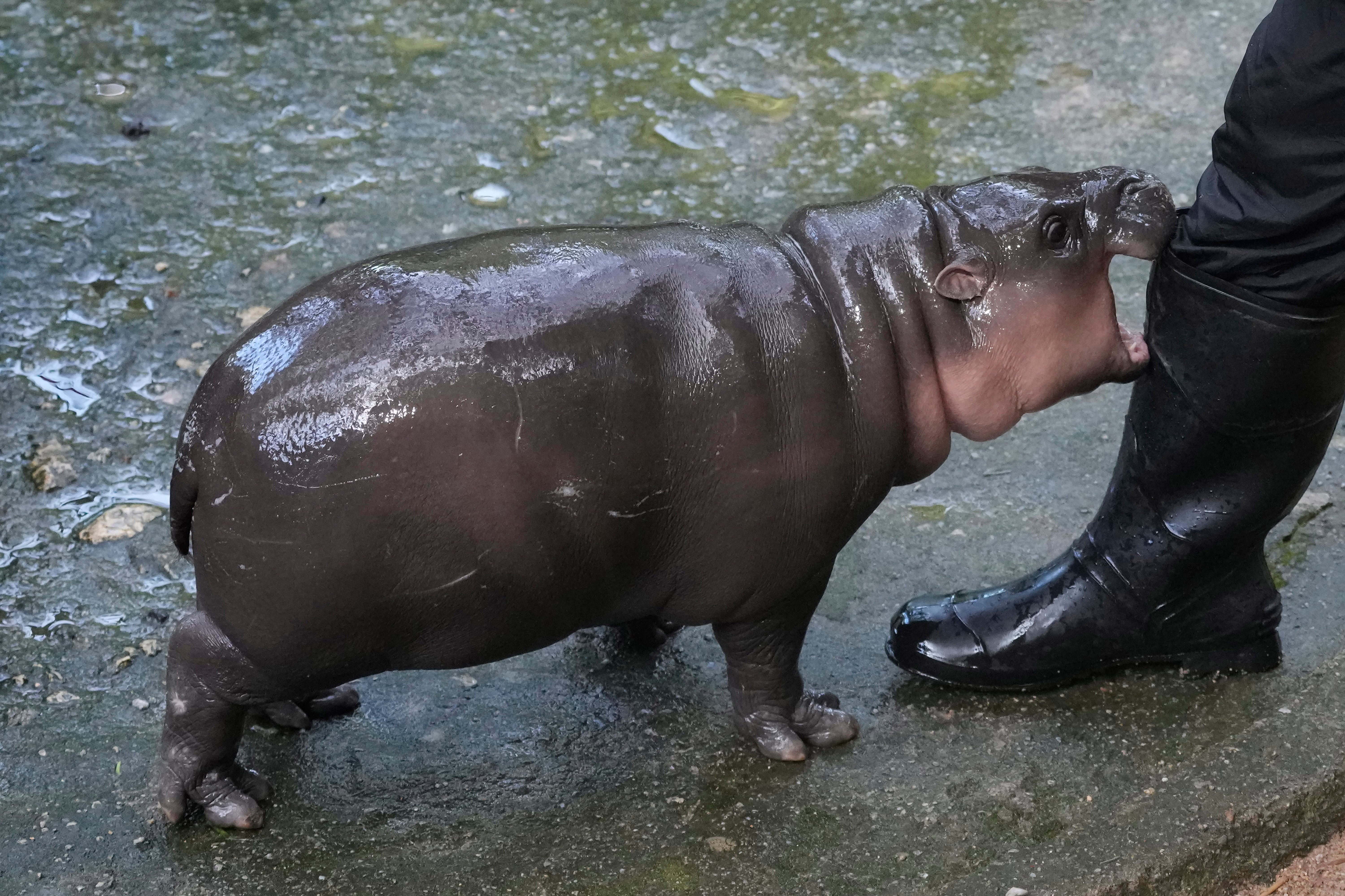 Smaller than common hippos, pygmy are mainly found in West African countries like Liberia, Sierra Leone, Guinea, and Ivory Coast