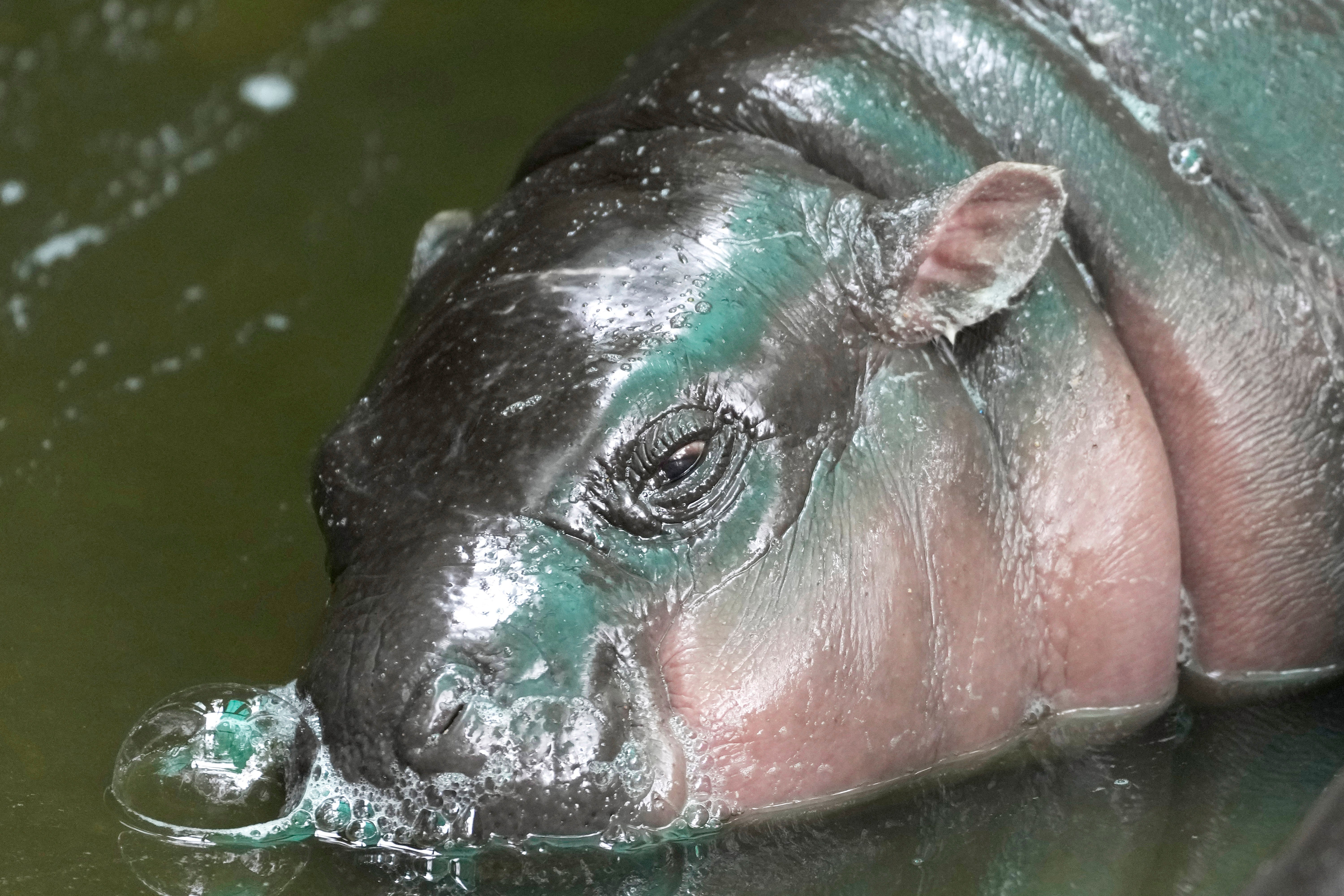 Thailand pygmy hippopotamus