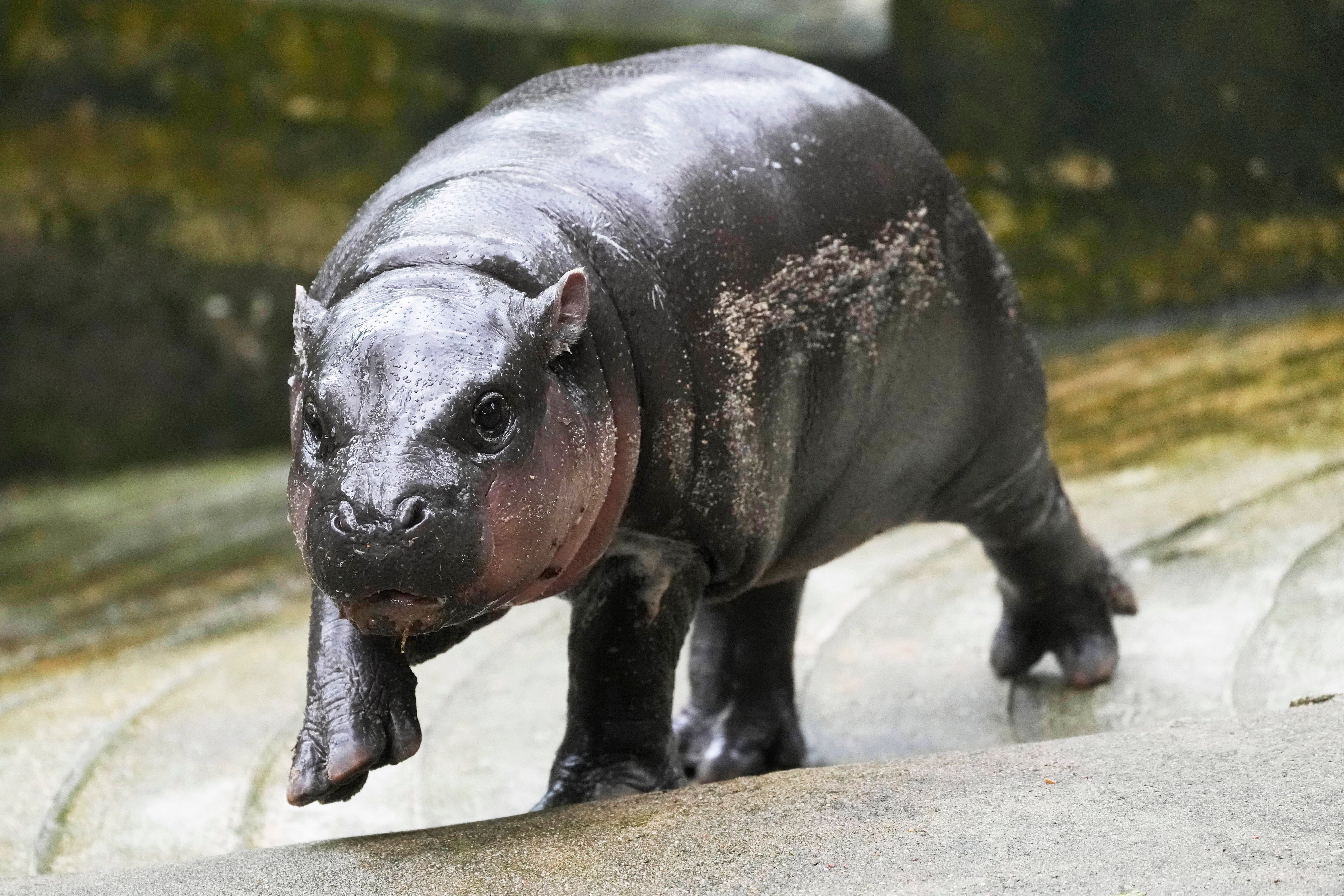 Thailand Pygmy Hippo