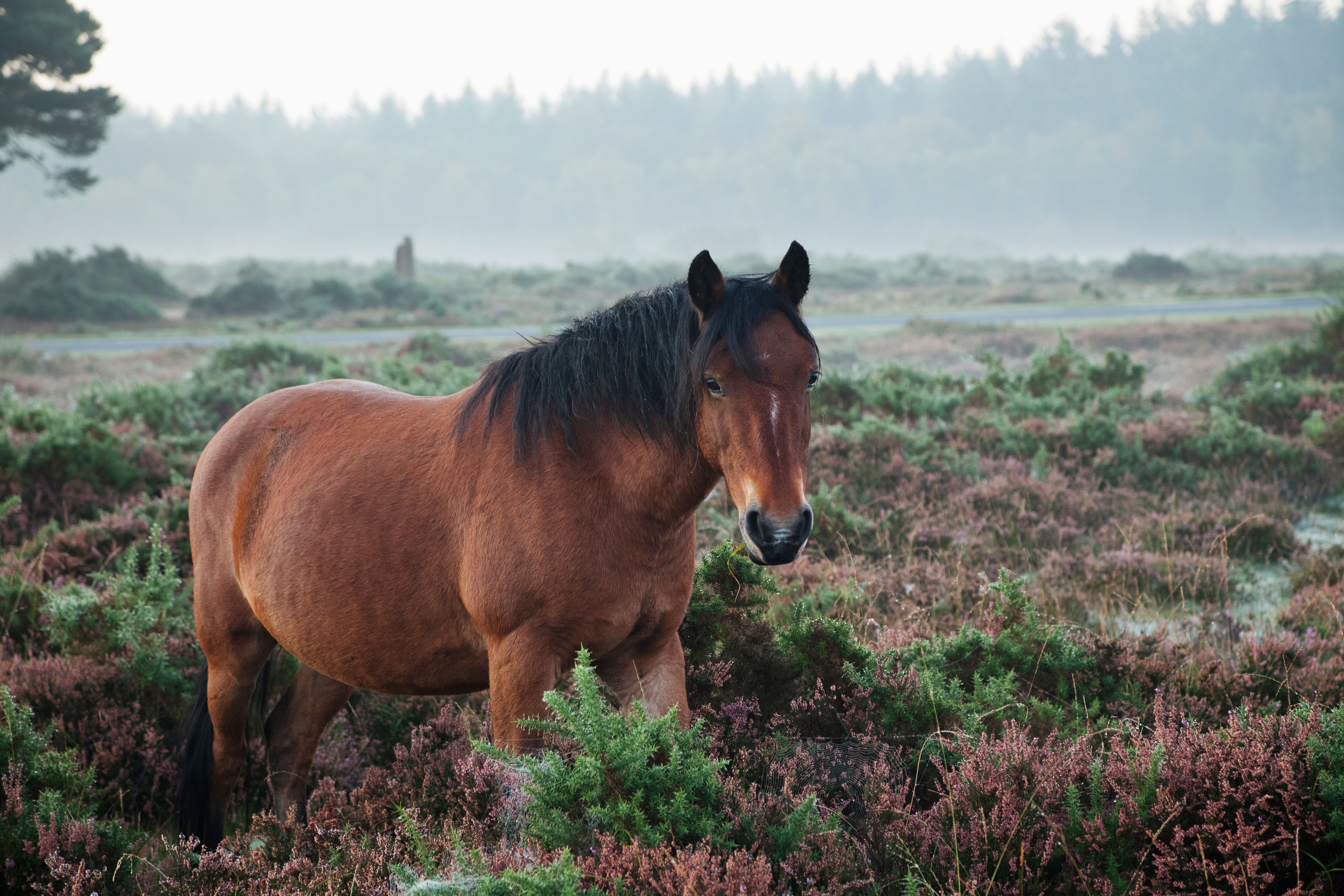 Ponies in the New Forest