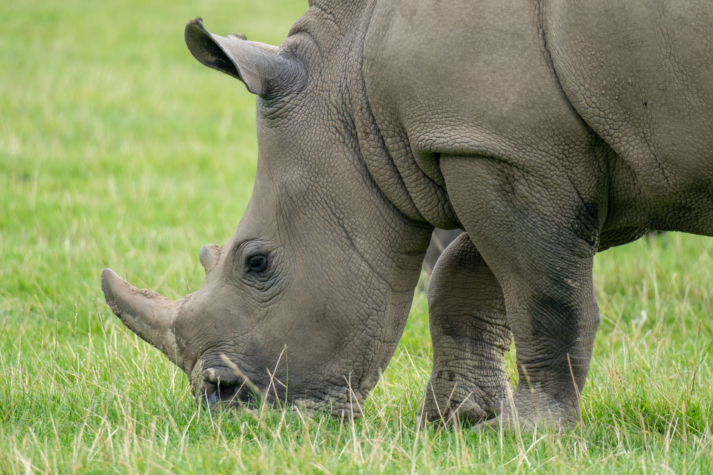 Amara began limping on her one of her front legs earlier this year (Knowsley Safari/PA)