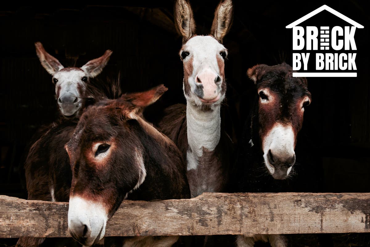 Donkey charity receives more donations than four leading domestic abuse charities combined