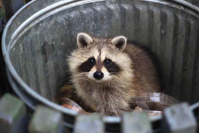 <p>The ‘racoon roundworm’ parasite lives in the intestines of raccoons</p>