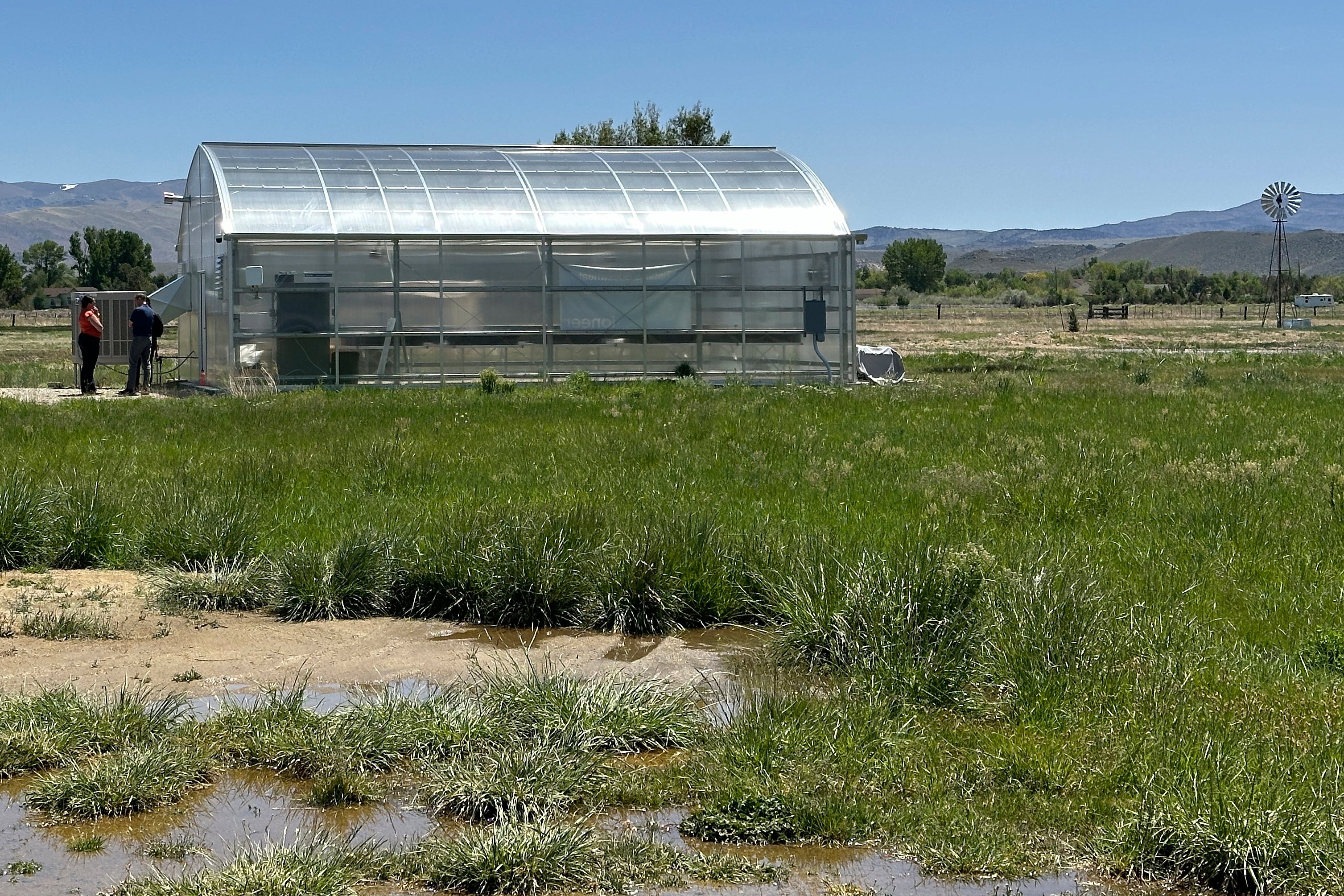 Lithium Mine-Endangered Wildflower