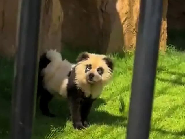 <p>Chow Chows were painted to resemble pandas at a Chinese zoo</p>