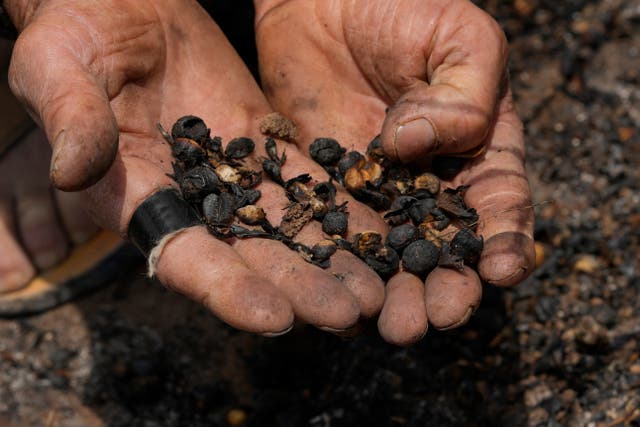 <p>El productor de café Joao Rodrigues Martins sostiene un puñado de granos dañados mientras inspecciona su plantación, devastada por incendios forestales en una zona rural de Caconde, en el estado de São Paulo, Brasil, el miércoles 18 de septiembre de 2024</p>