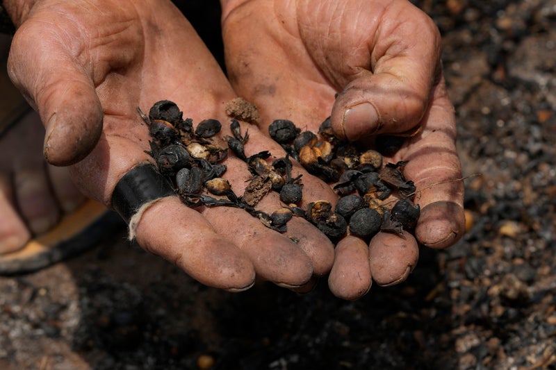 First eggs, now coffee: The price of roast beans hits highest mark in 50 years