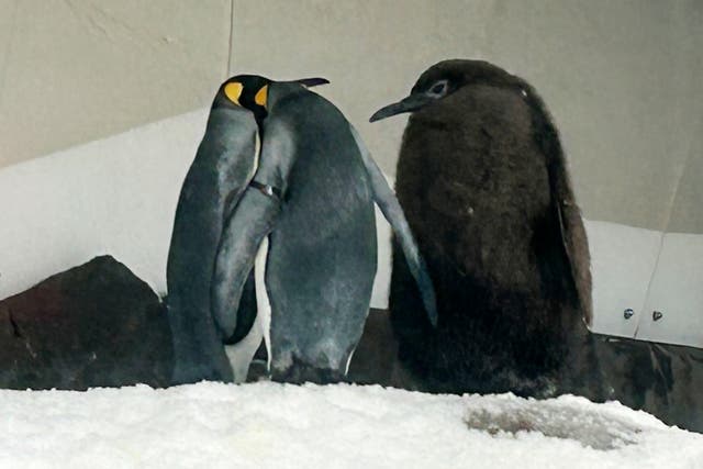 Move over, Moo Deng. Pesto, 22kg baby king penguin is the new viral