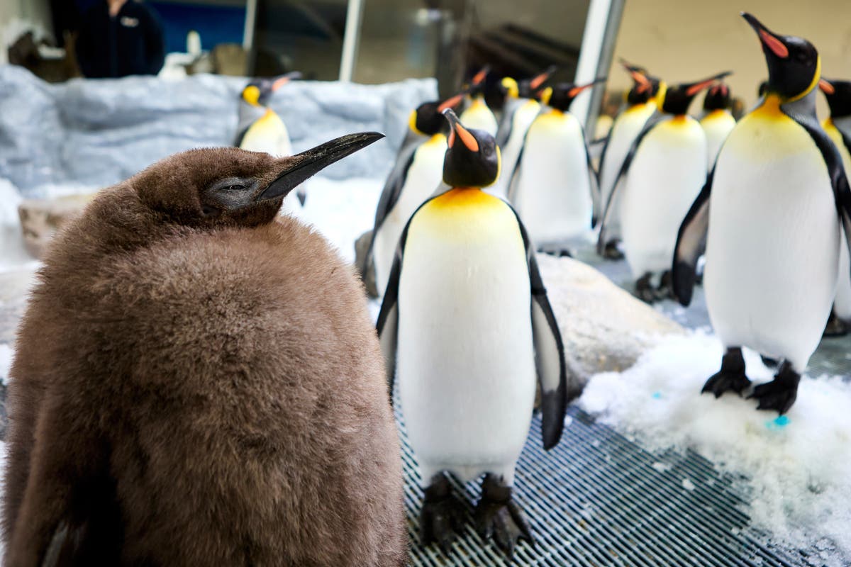 Meet Pesto, a 22-kilogram king penguin chick who&rsquo;s quickly becoming the latest social media sensation