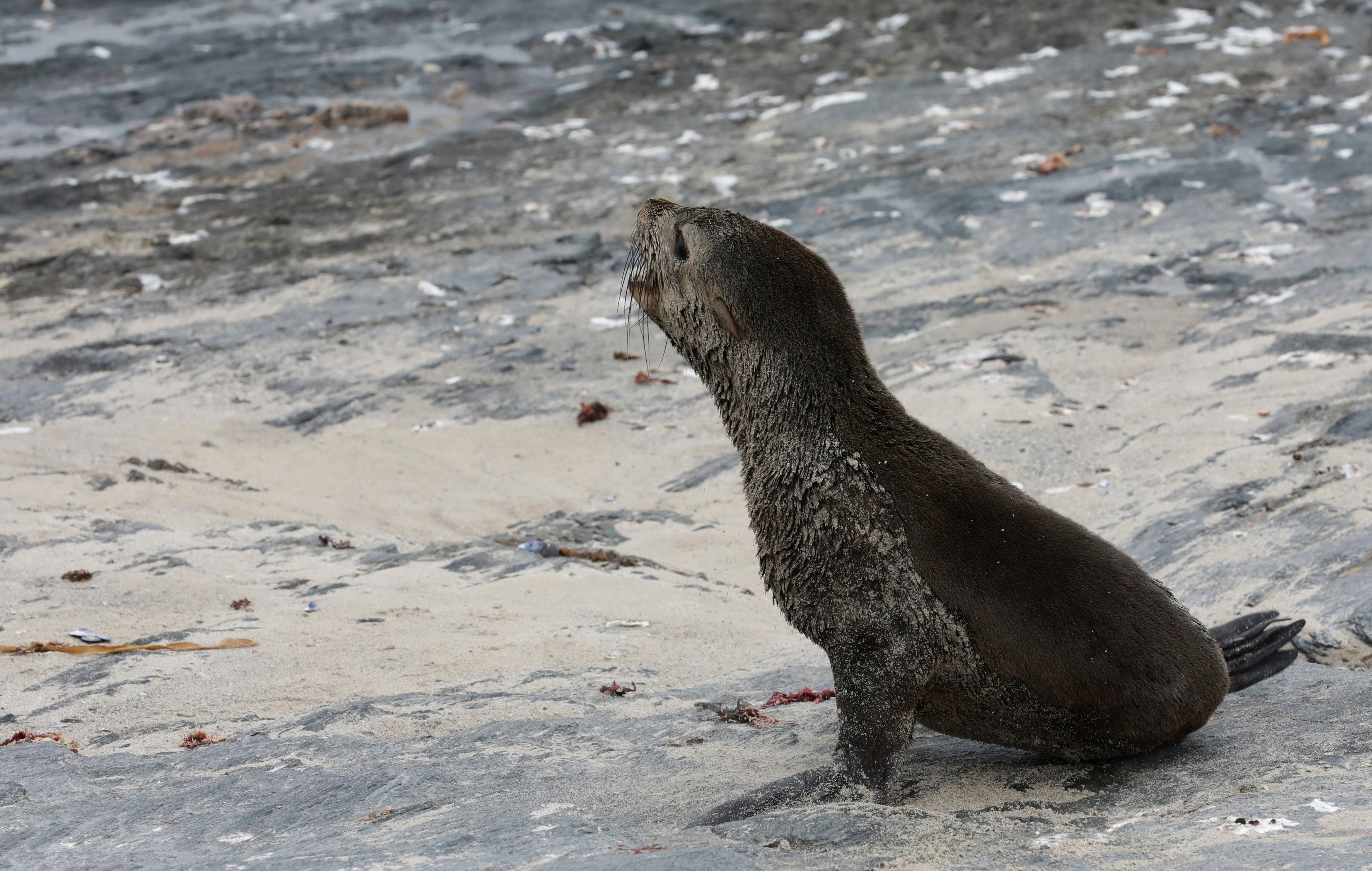 At least 24 Cape fur seals that were found dead or euthanized in various locations in South Africa had rabies