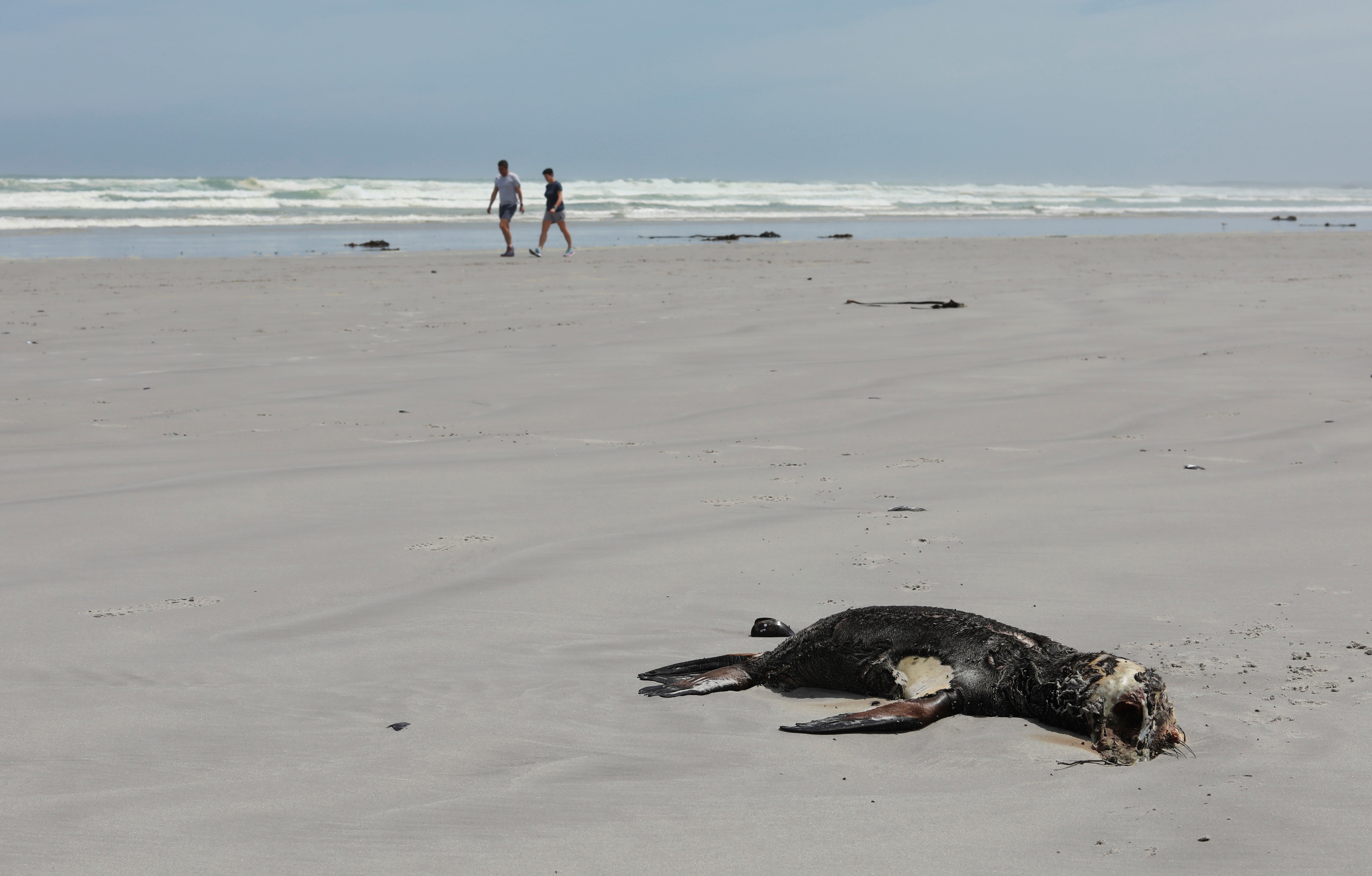 South Africa Seals Rabies