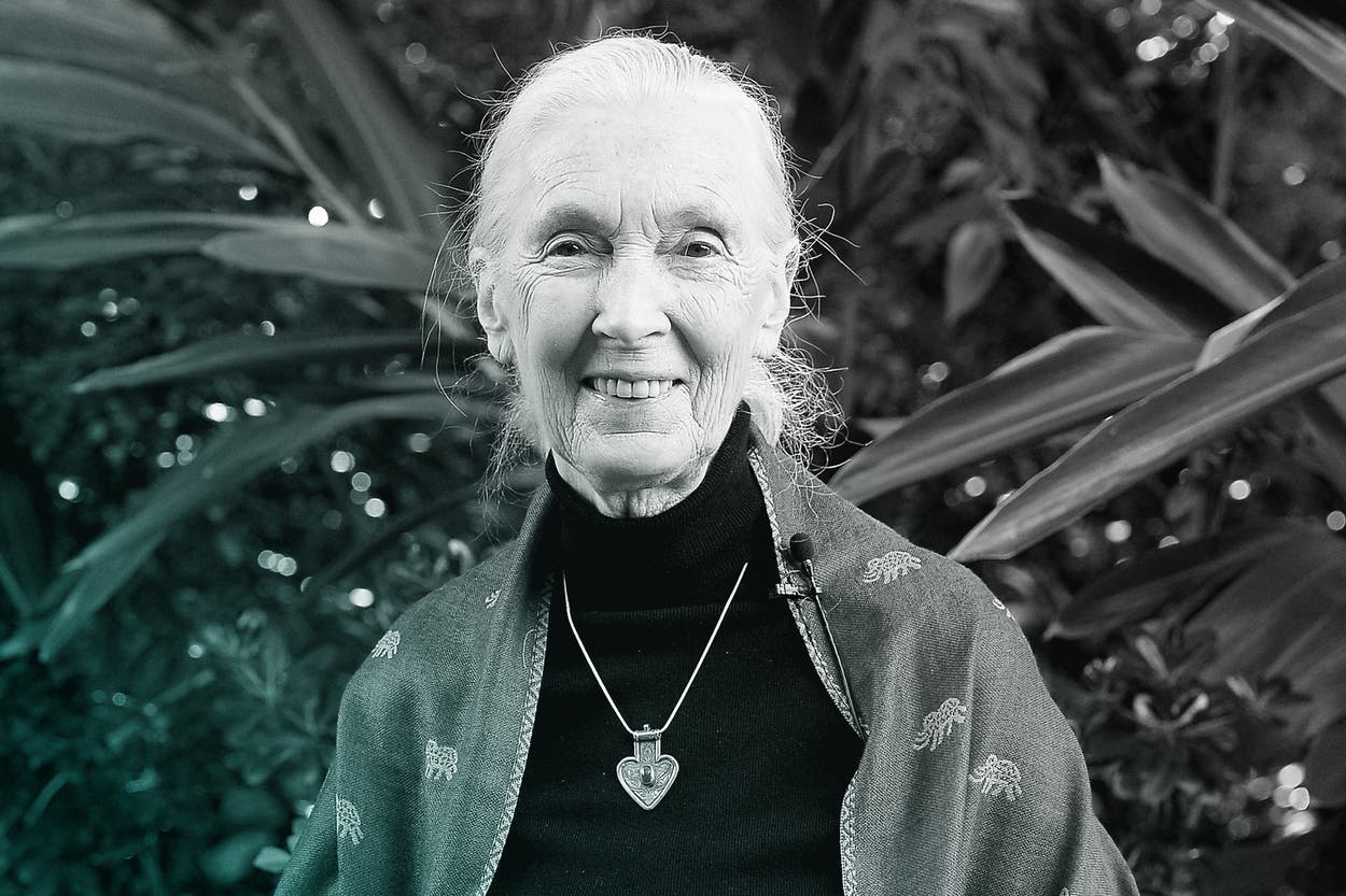 Jane Goodall (Getty)