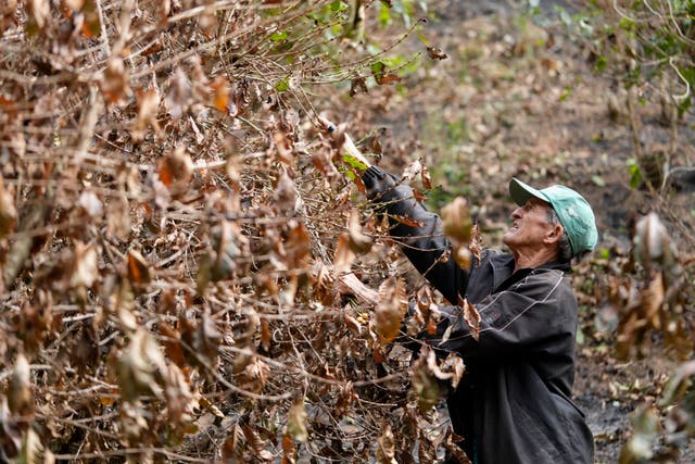 BRASIL-INCENDIOS-CULTIVOS DE CAFÉ